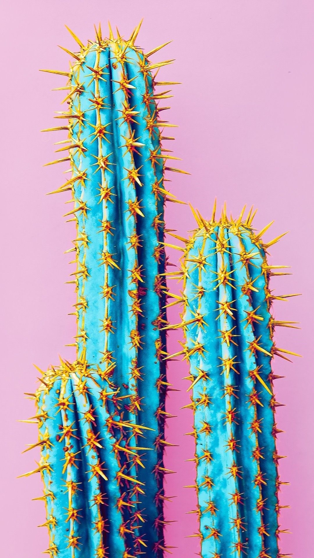 A cactus with sharp spines on top of it - Cactus