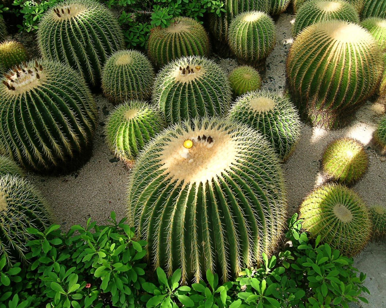 A group of barrel cactus plants in a garden - Cactus