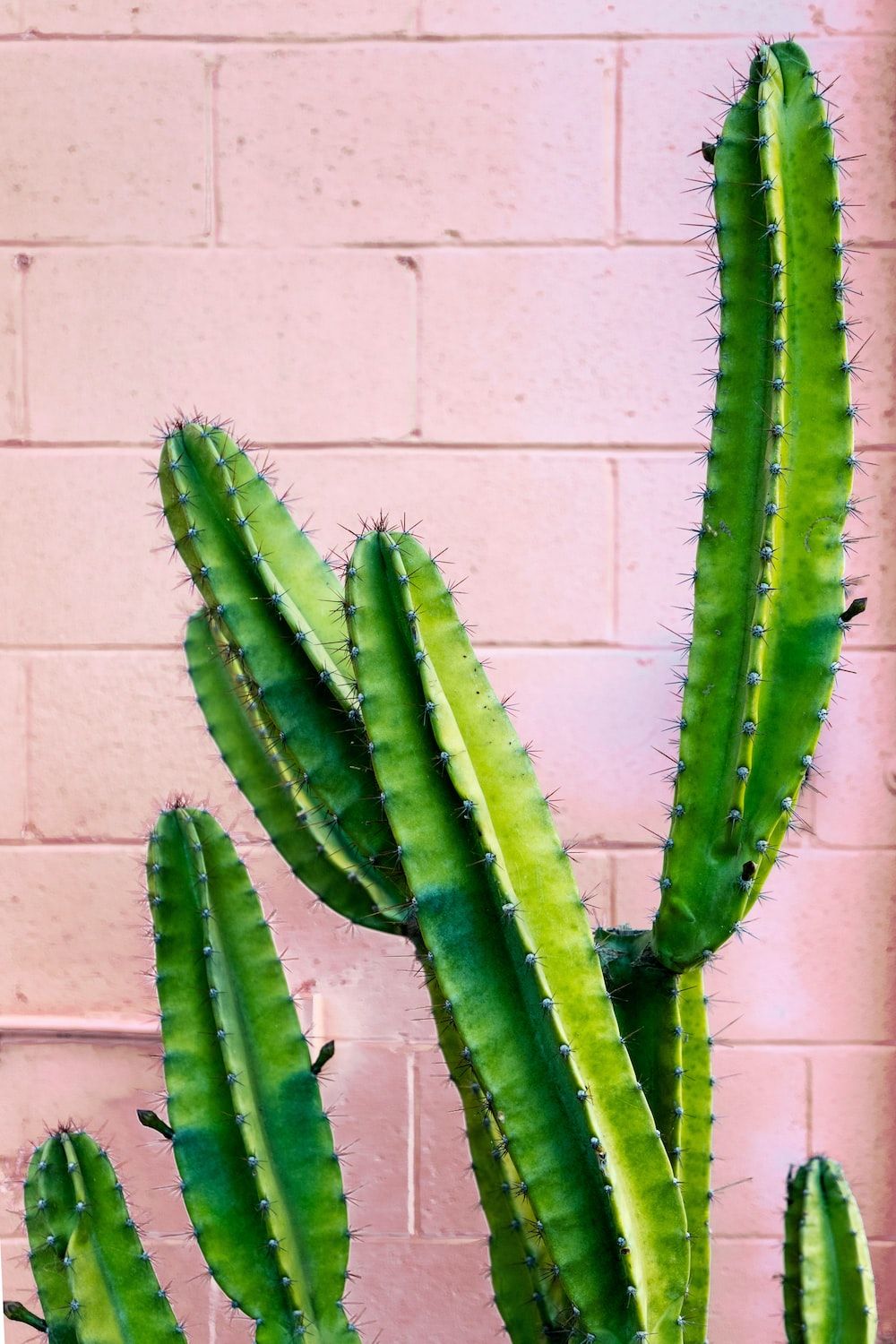 A cactus in front of a pink brick wall - Cactus