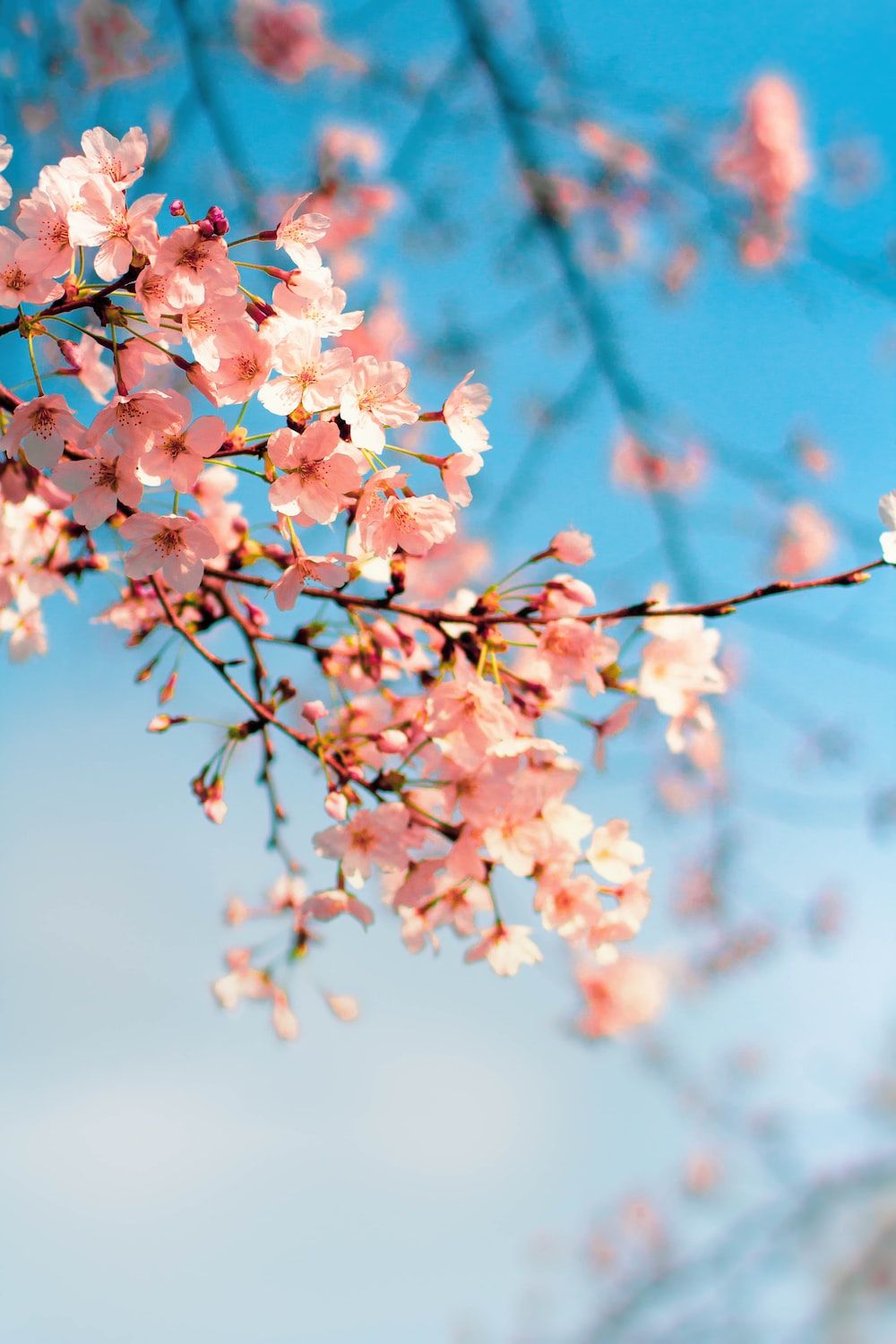 A close-up of pink cherry blossoms against a blue sky. - Cherry blossom