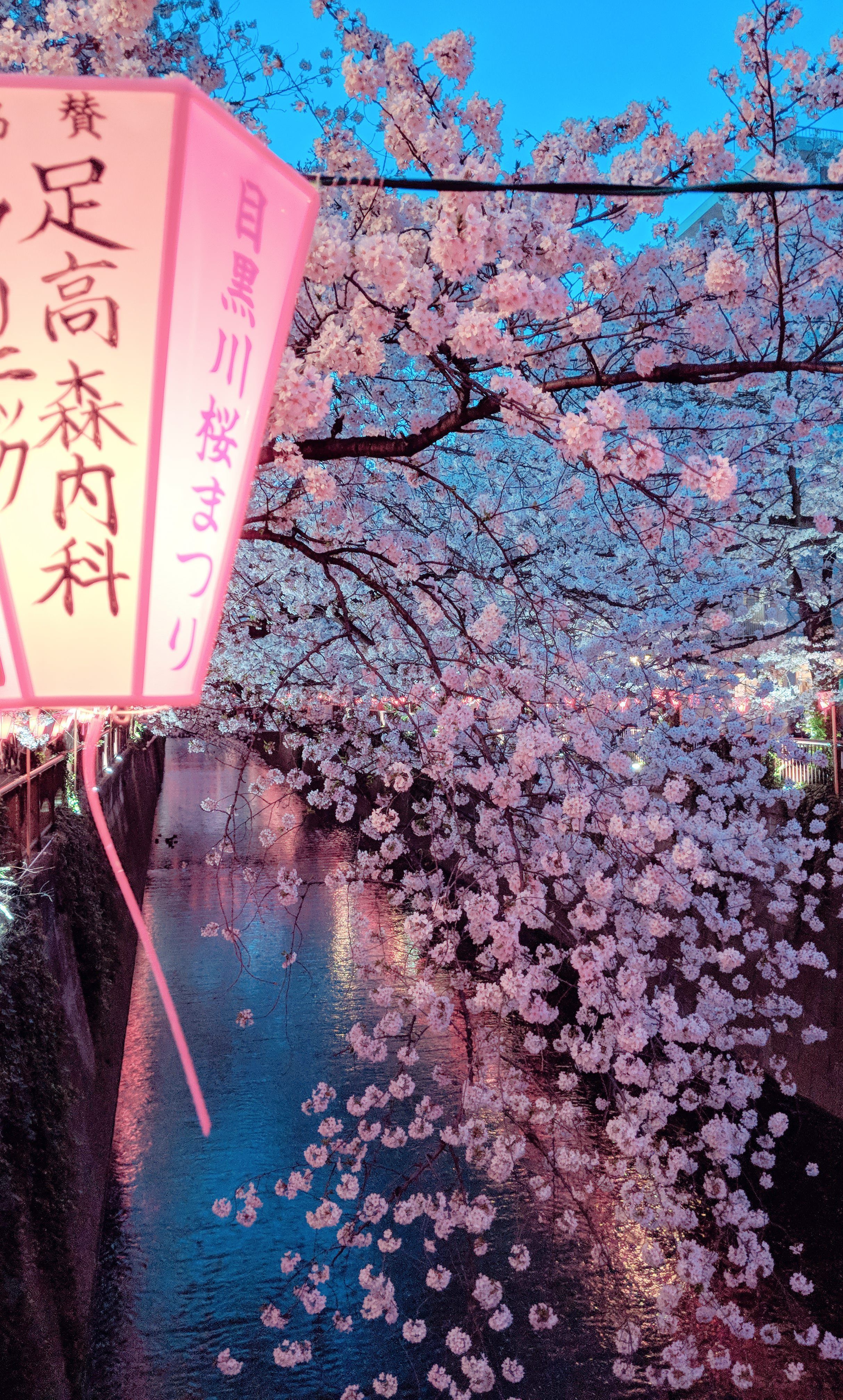Japanese Pink Tree Aesthetic Wallpaper