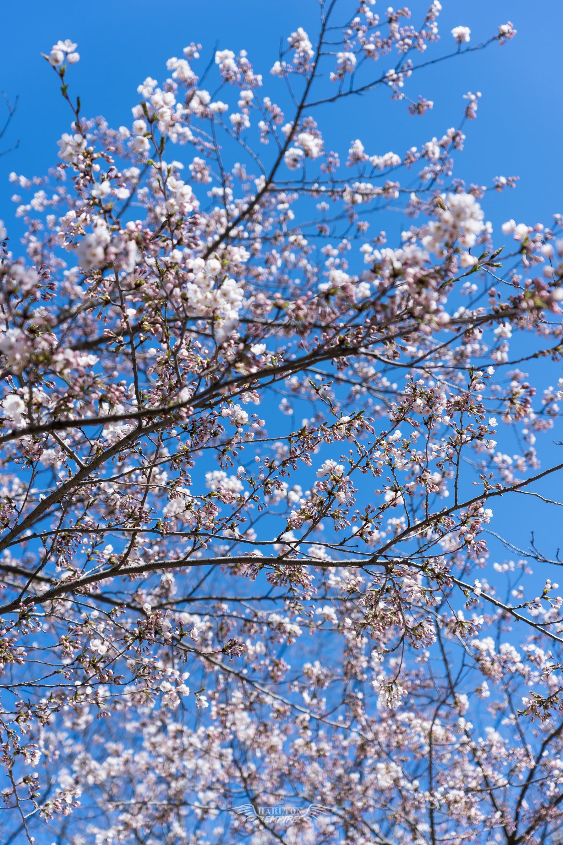 Free Cherry Blossom Mobile Wallpaper