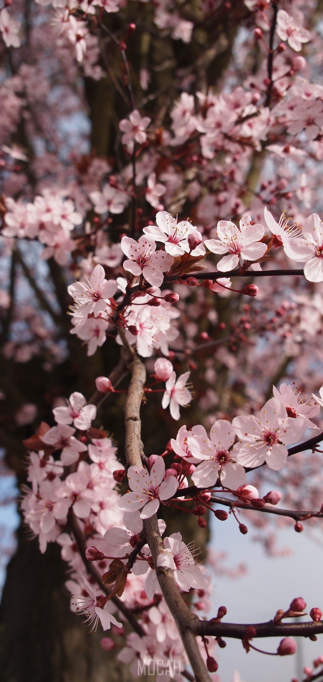 cherry blossom spring flowers tree blooming branch, Nokia 6.1 Plus screensaver, 1080x2280 Gallery HD Wallpaper