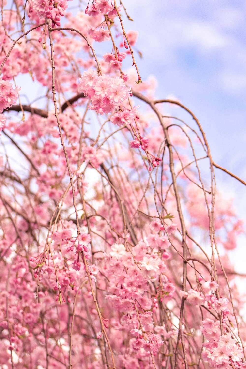 Cherry Blossom Photographypink Flower Printnursery Wall