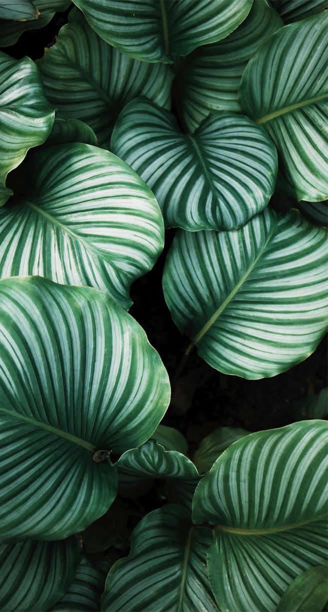 A close up of green leaves with stripes - Calming