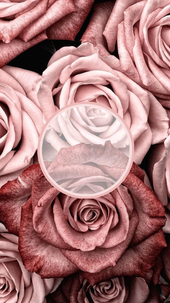 IPhone wallpaper of a bunch of pink roses with a circular overlay - Calming
