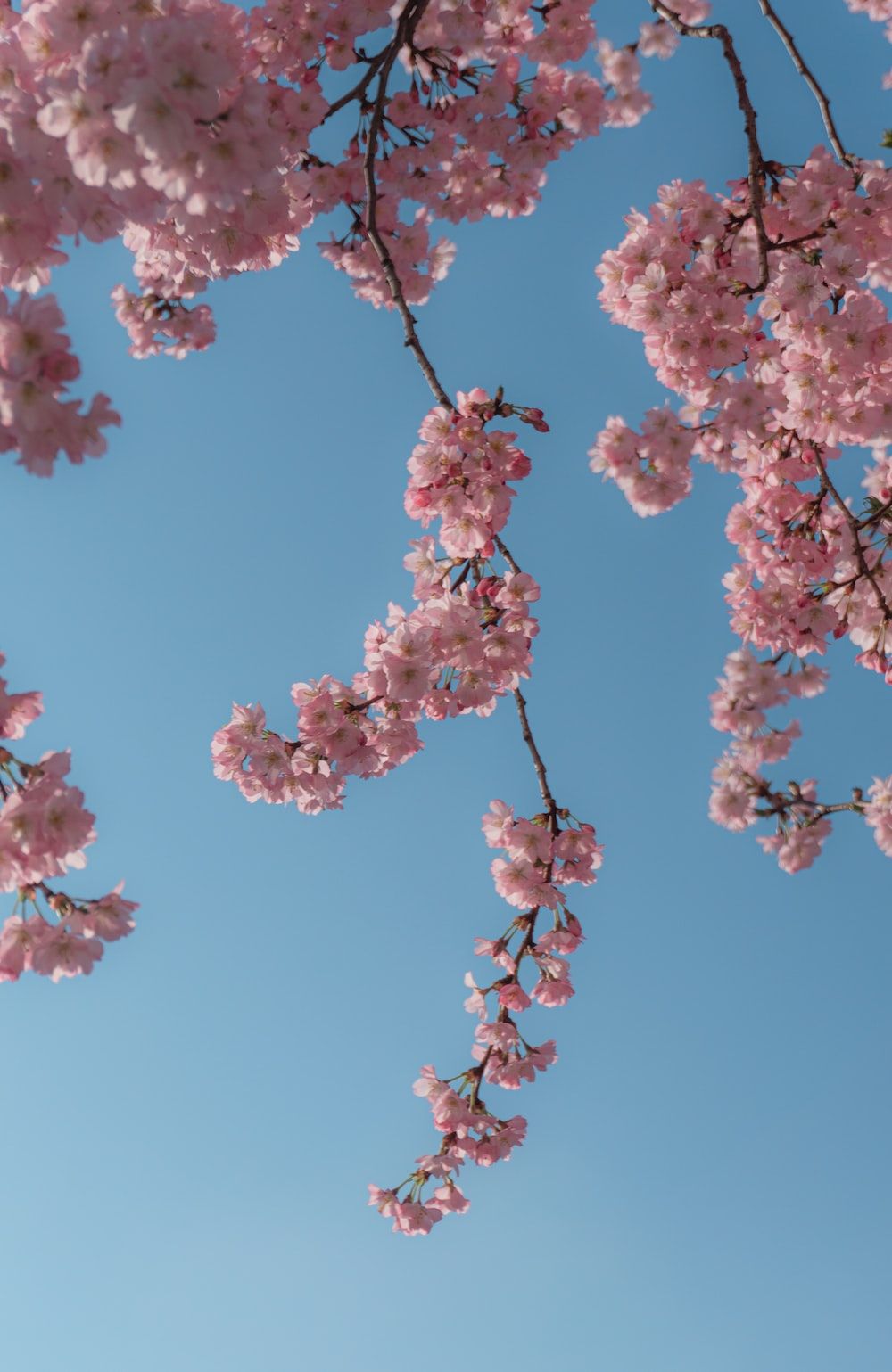 A branch of cherry blossoms against a blue sky - Blue, light blue
