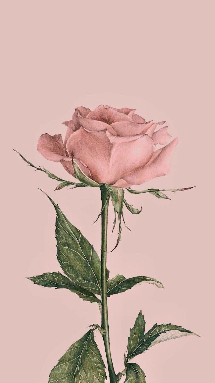 A pink rose on the wall - Roses, royalcore