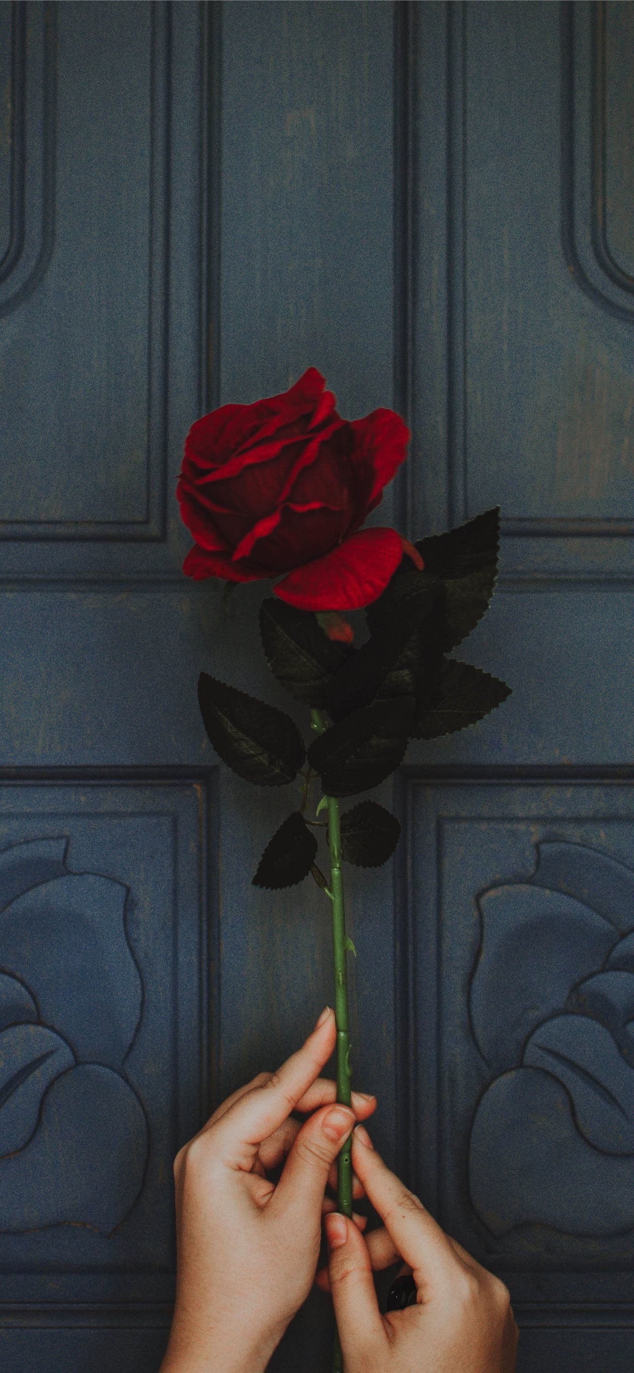 A woman's hands holding a red rose in front of a blue door. - 
