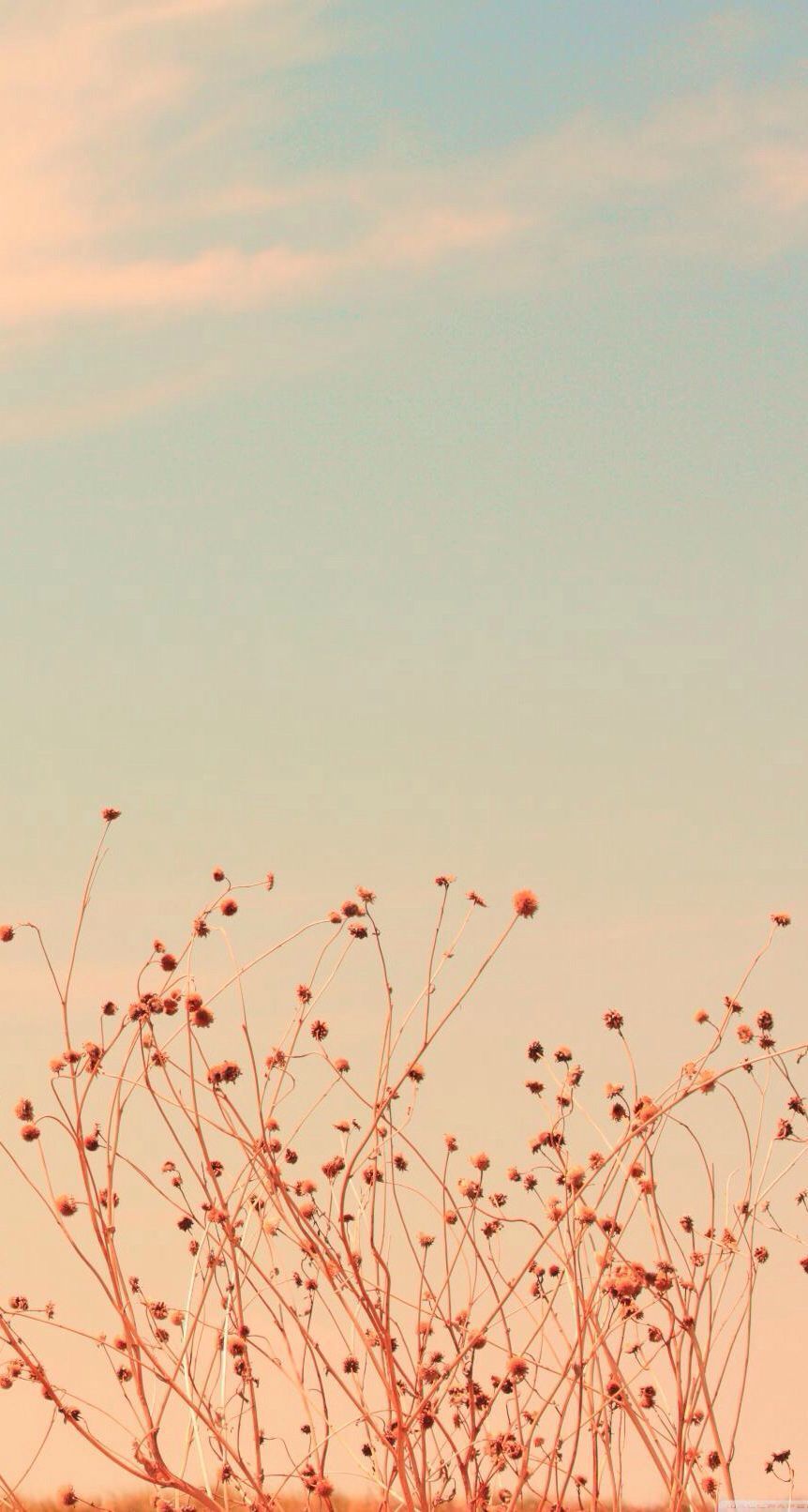 A pink flowered plant with a sky background - 