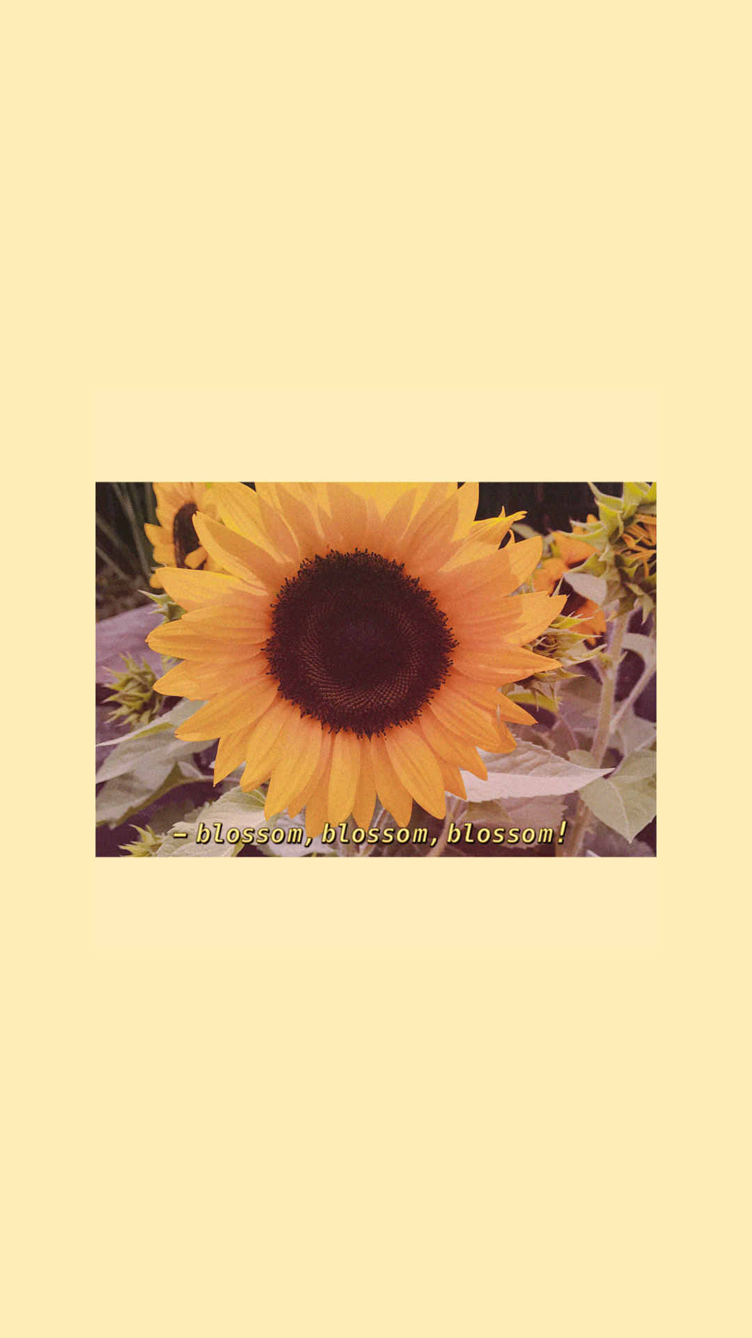 A sunflower with the caption 