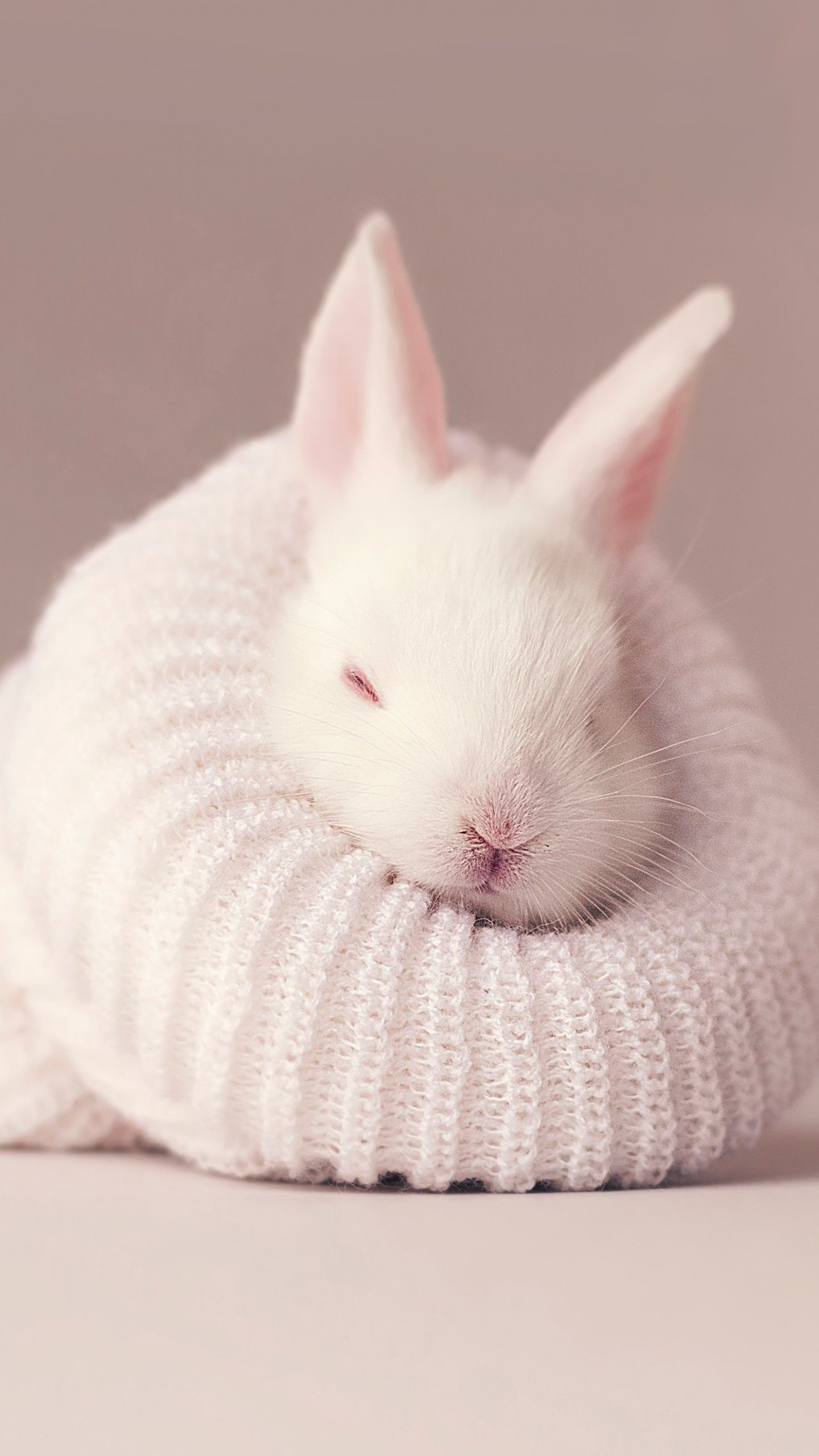 A white rabbit is sleeping on a white pillow - Cute white
