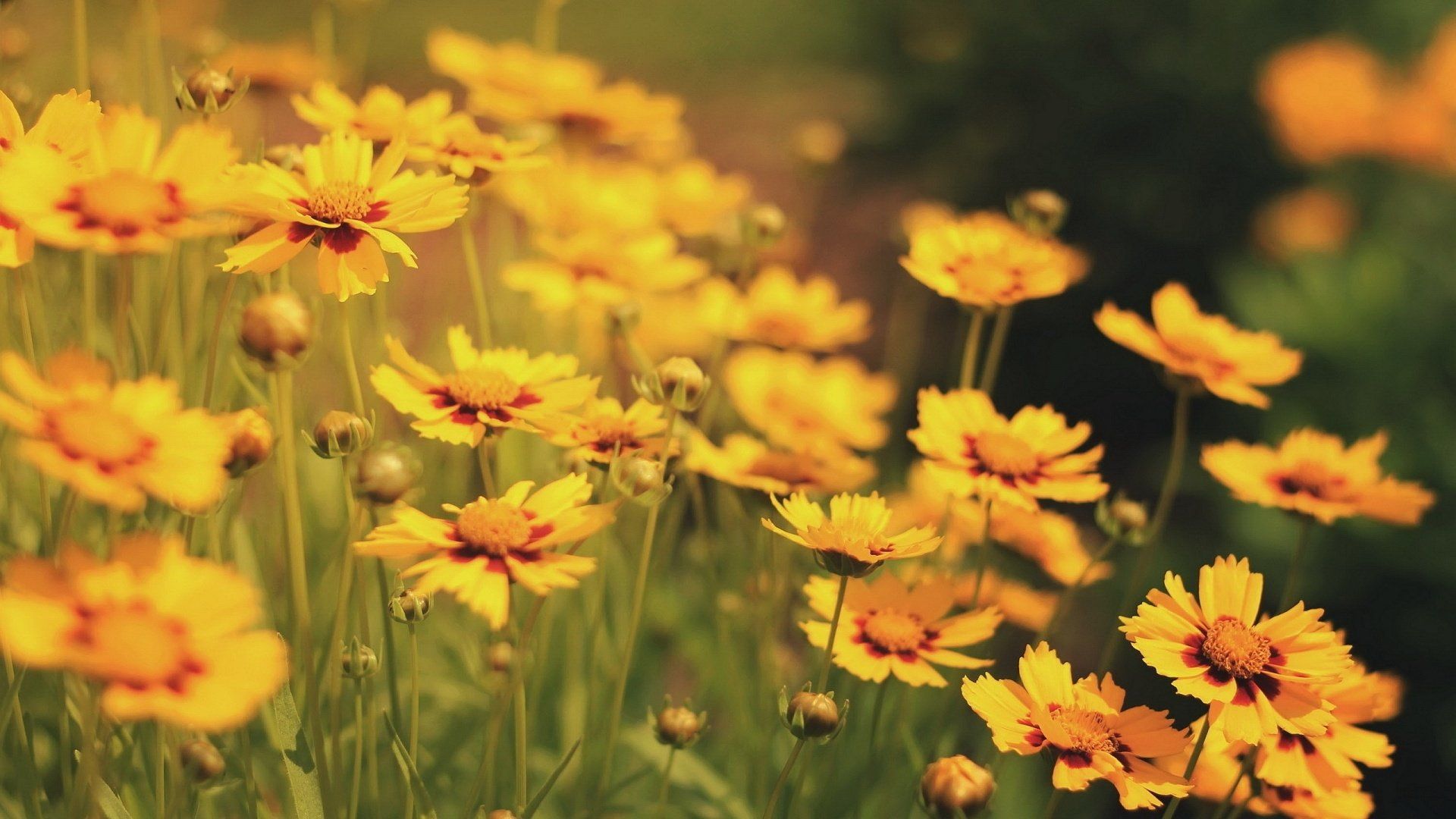 A field of yellow flowers in the sun. - Pastel yellow