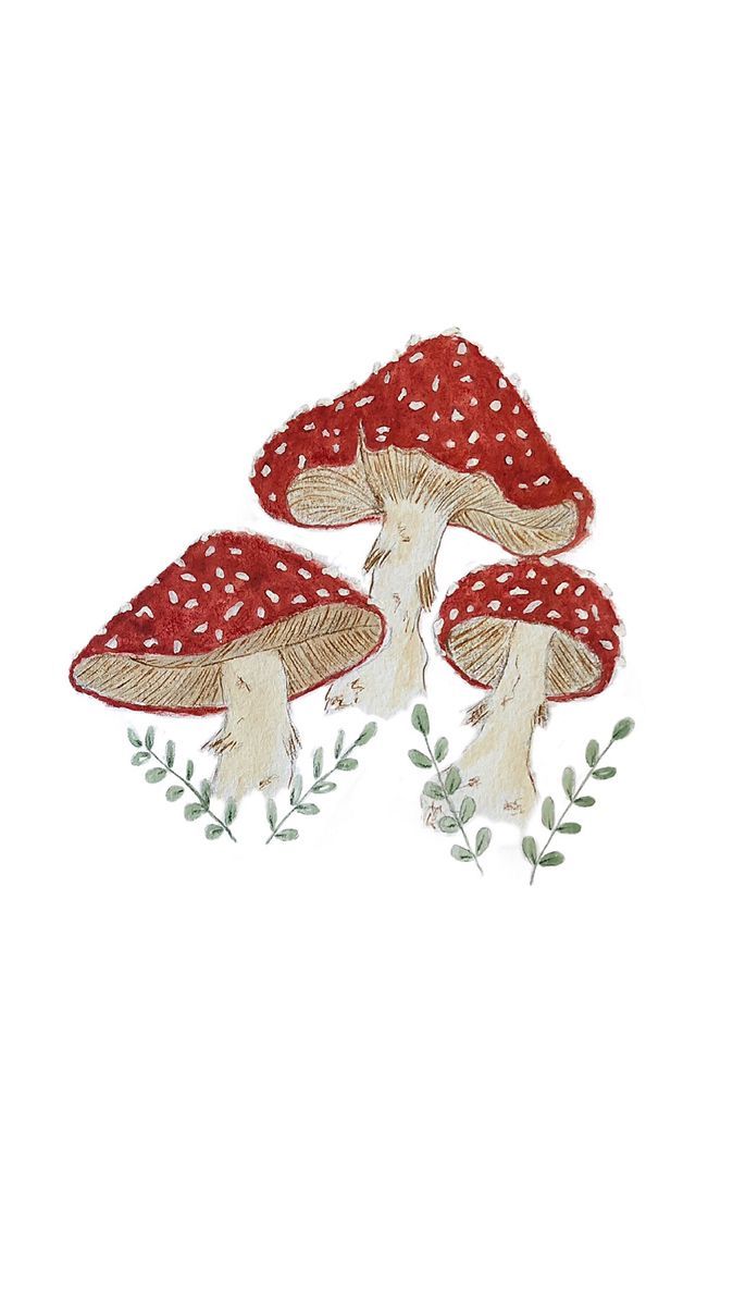 Red mushrooms. Mushroom wallpaper, Mushroom drawing, Mushroom art