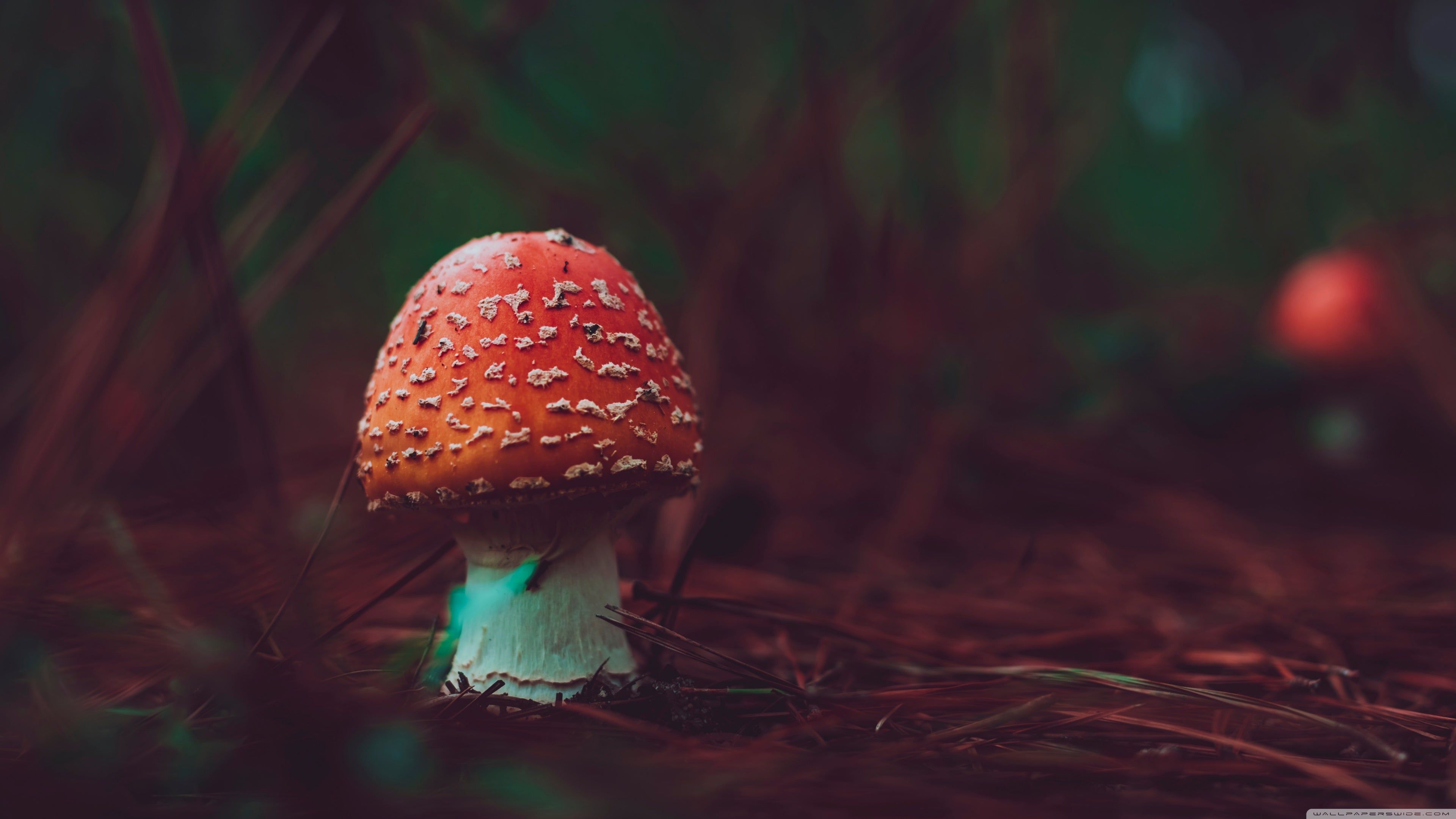 Fly agaric mushroom in the forest wallpaper 2560x1440 - Mushroom