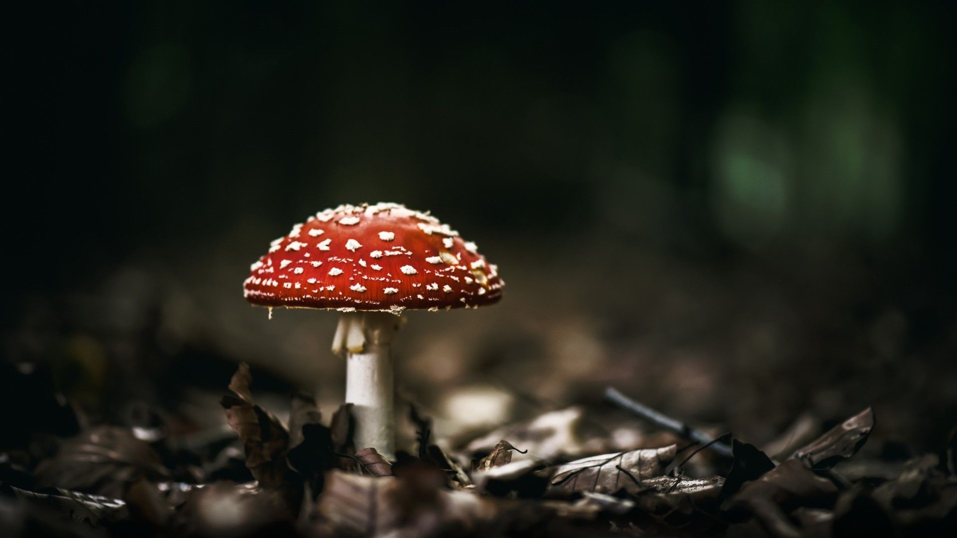 A red mushroom with white spots sits on the forest floor. - Mushroom