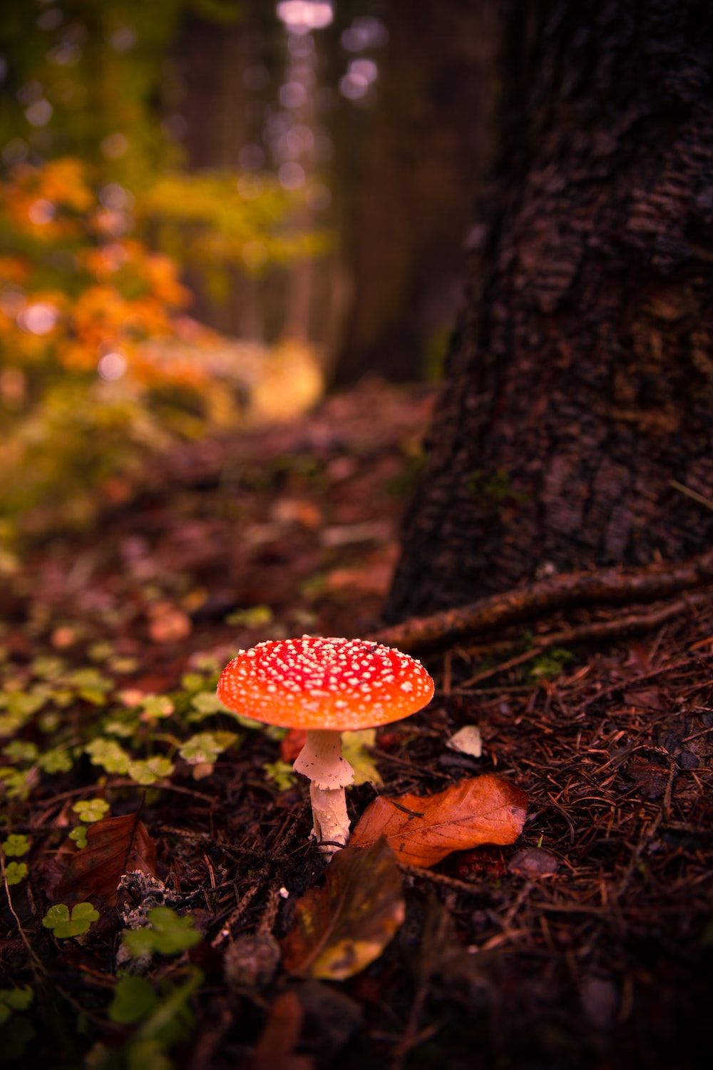 A red mushroom with white spots in the forest - Mushroom