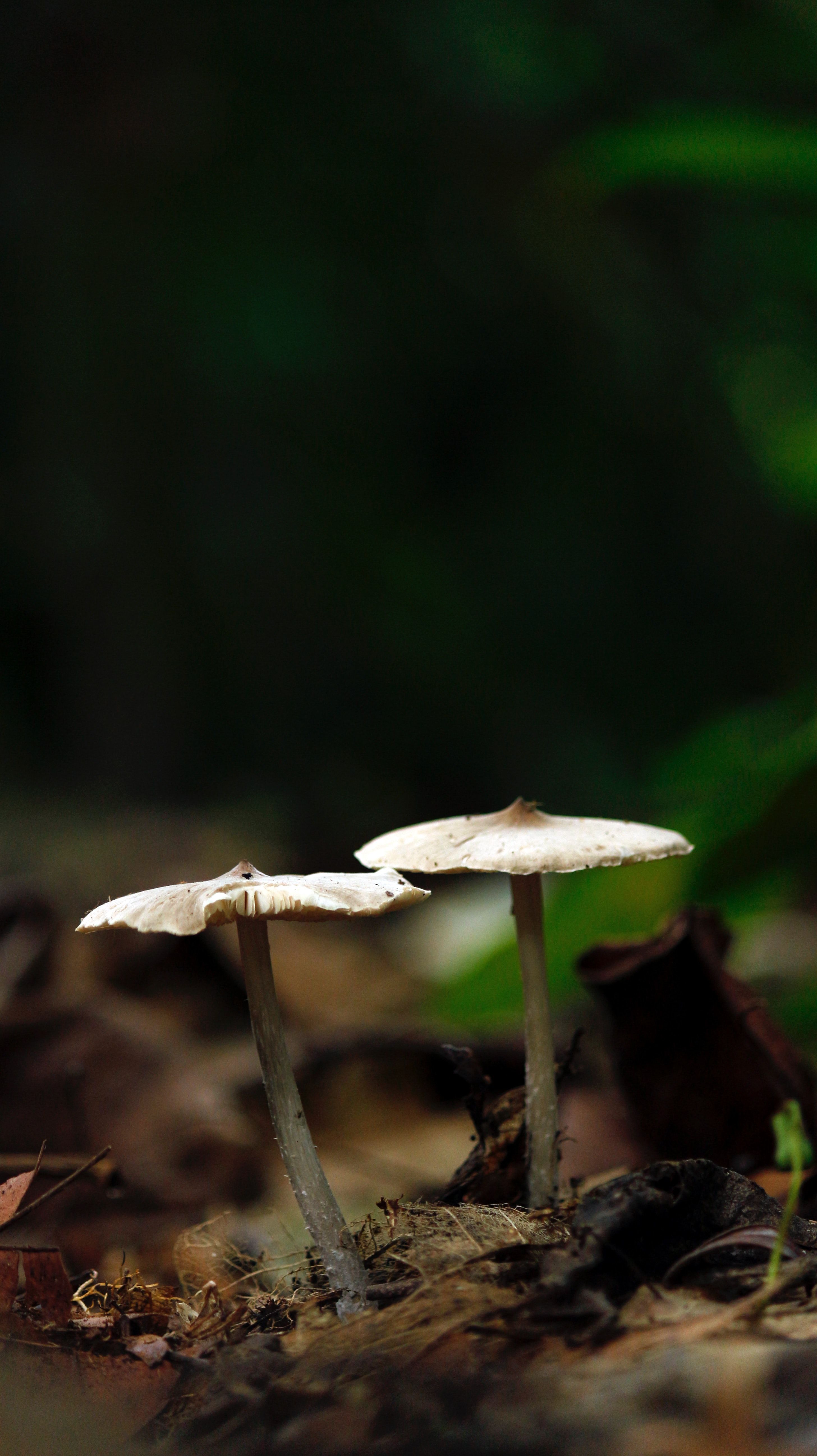 Two mushrooms in the forest - Mushroom