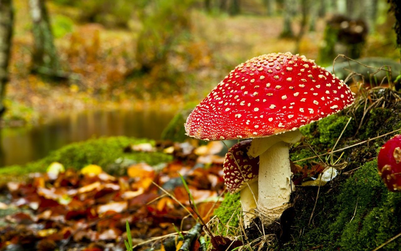 A red mushroom with white spots on a mossy log in the forest. - Mushroom