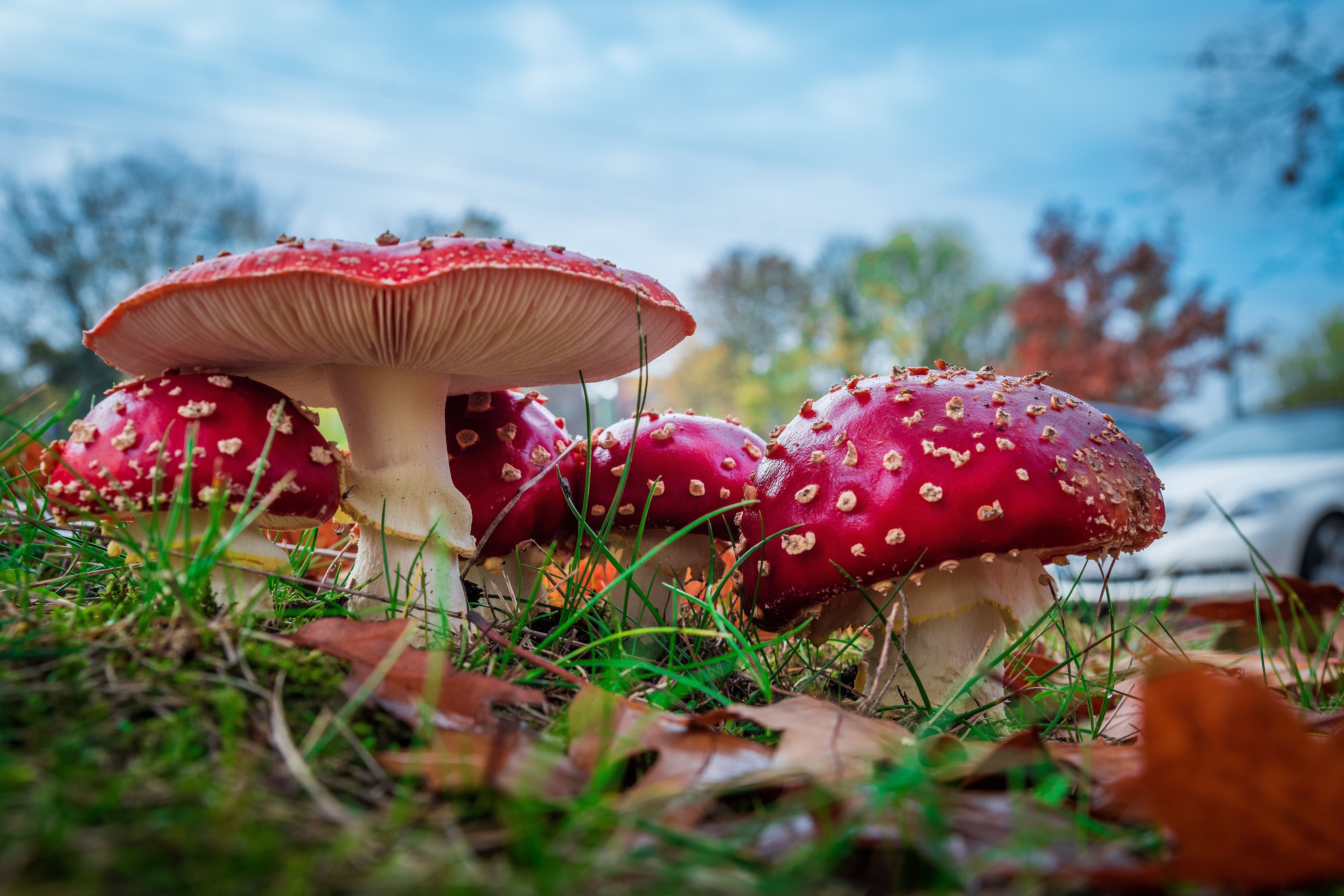 A group of mushrooms in the grass - Mushroom