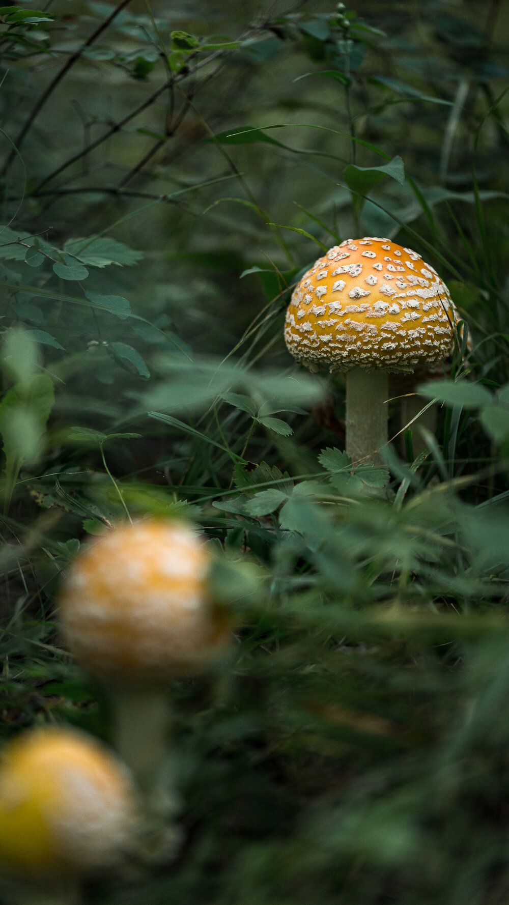 A couple of mushrooms in the grass - Mushroom