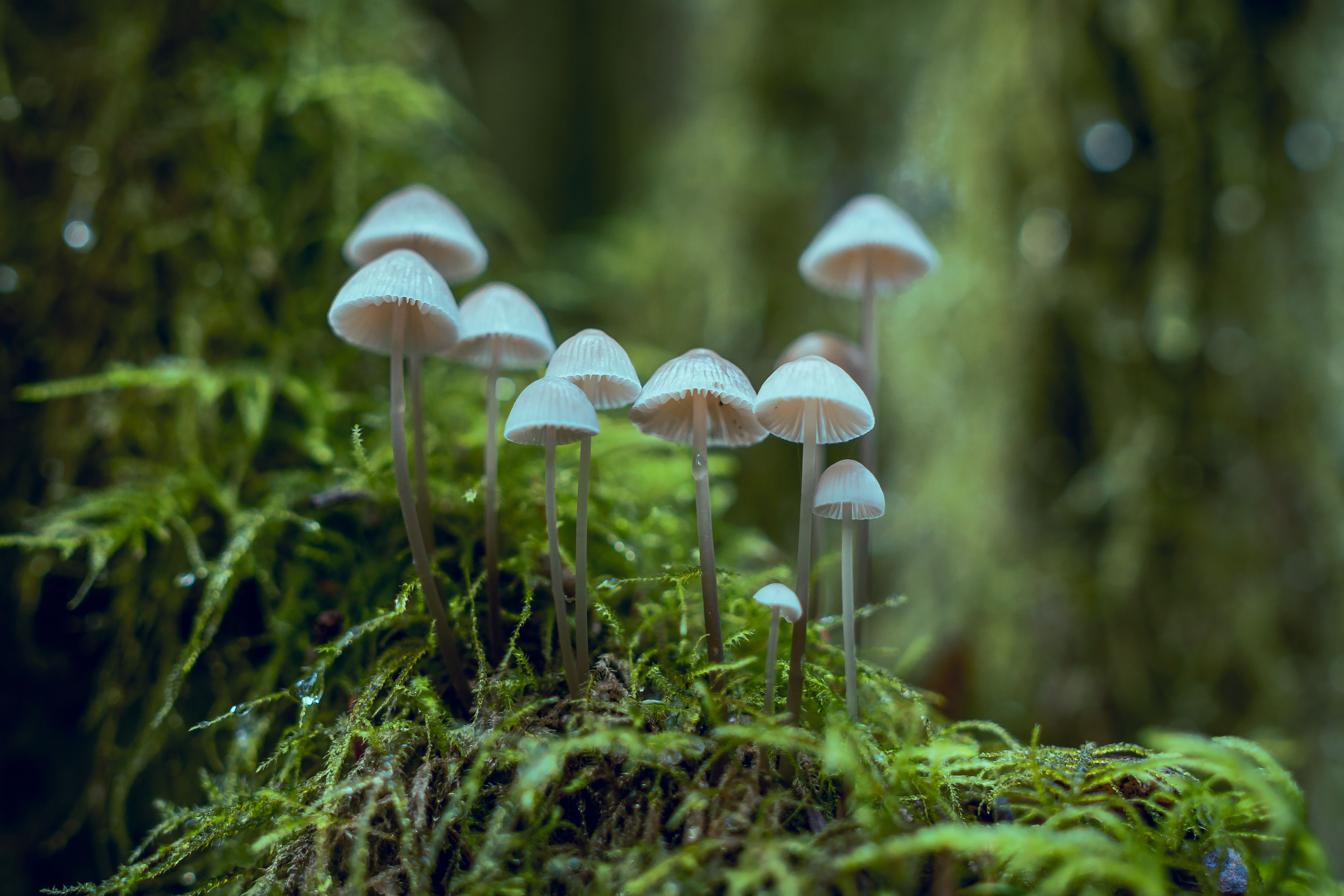 A group of mushrooms growing on the ground - Mushroom