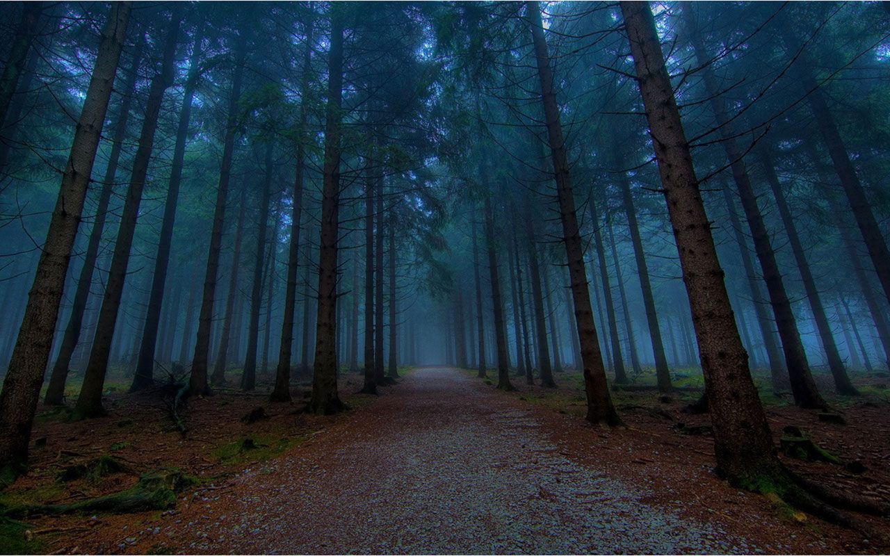 A path in a forest surrounded by trees - Twilight