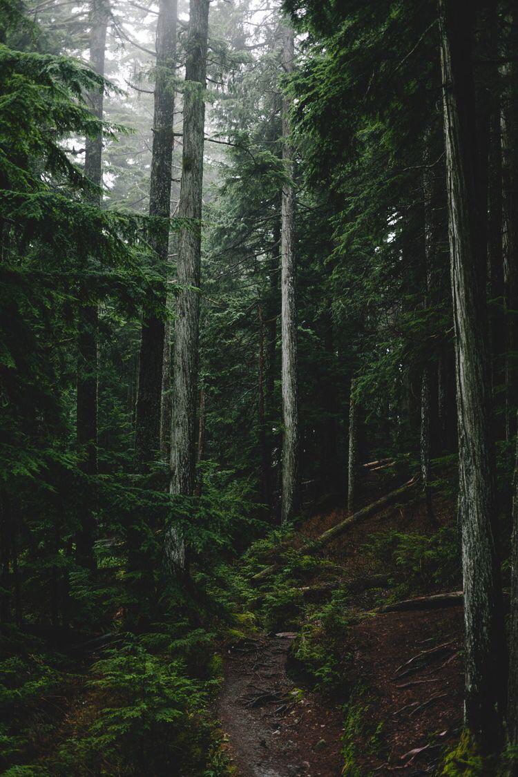 A trail in the woods with trees - Twilight