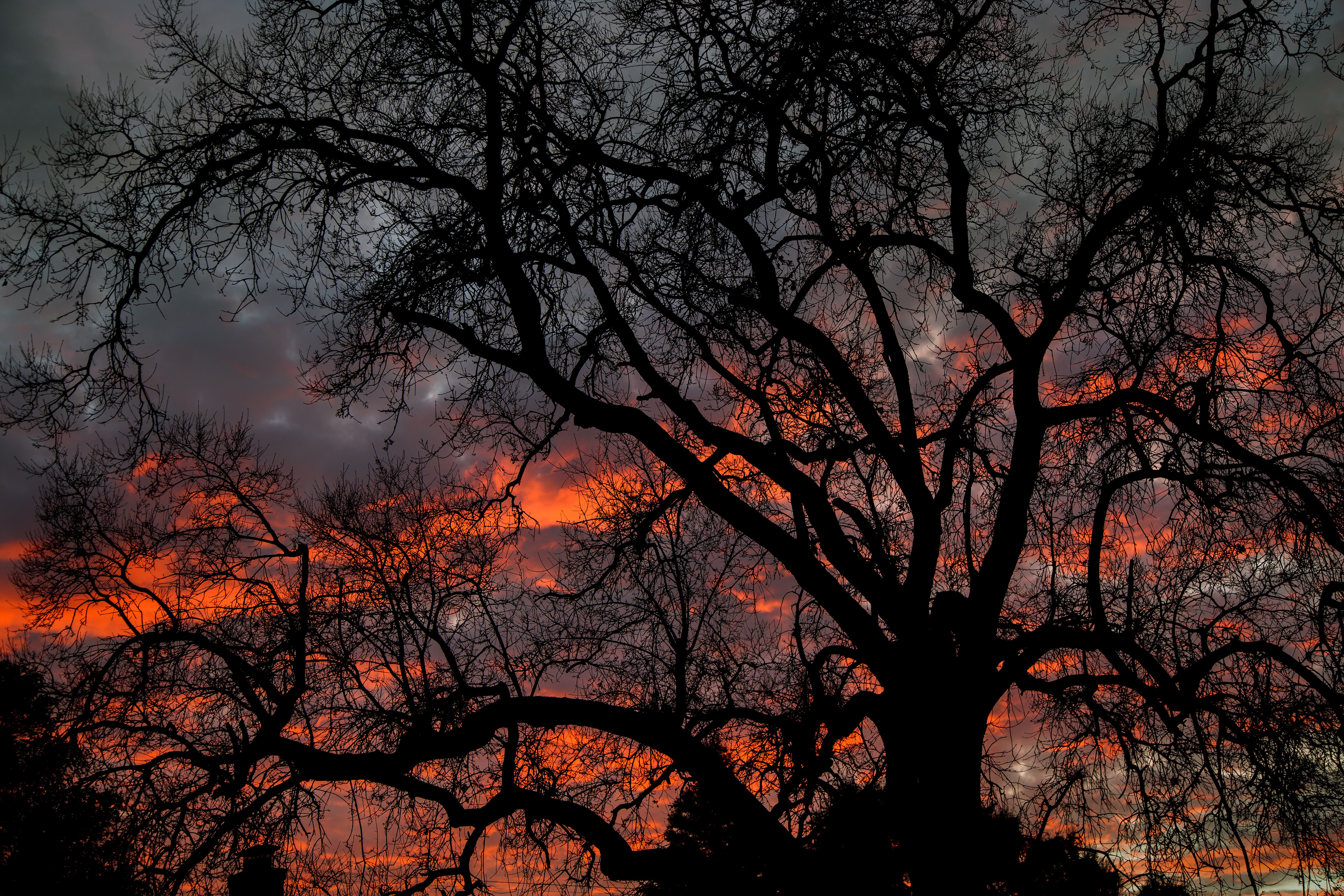 A tree is silhouetted against a red sky. - Twilight