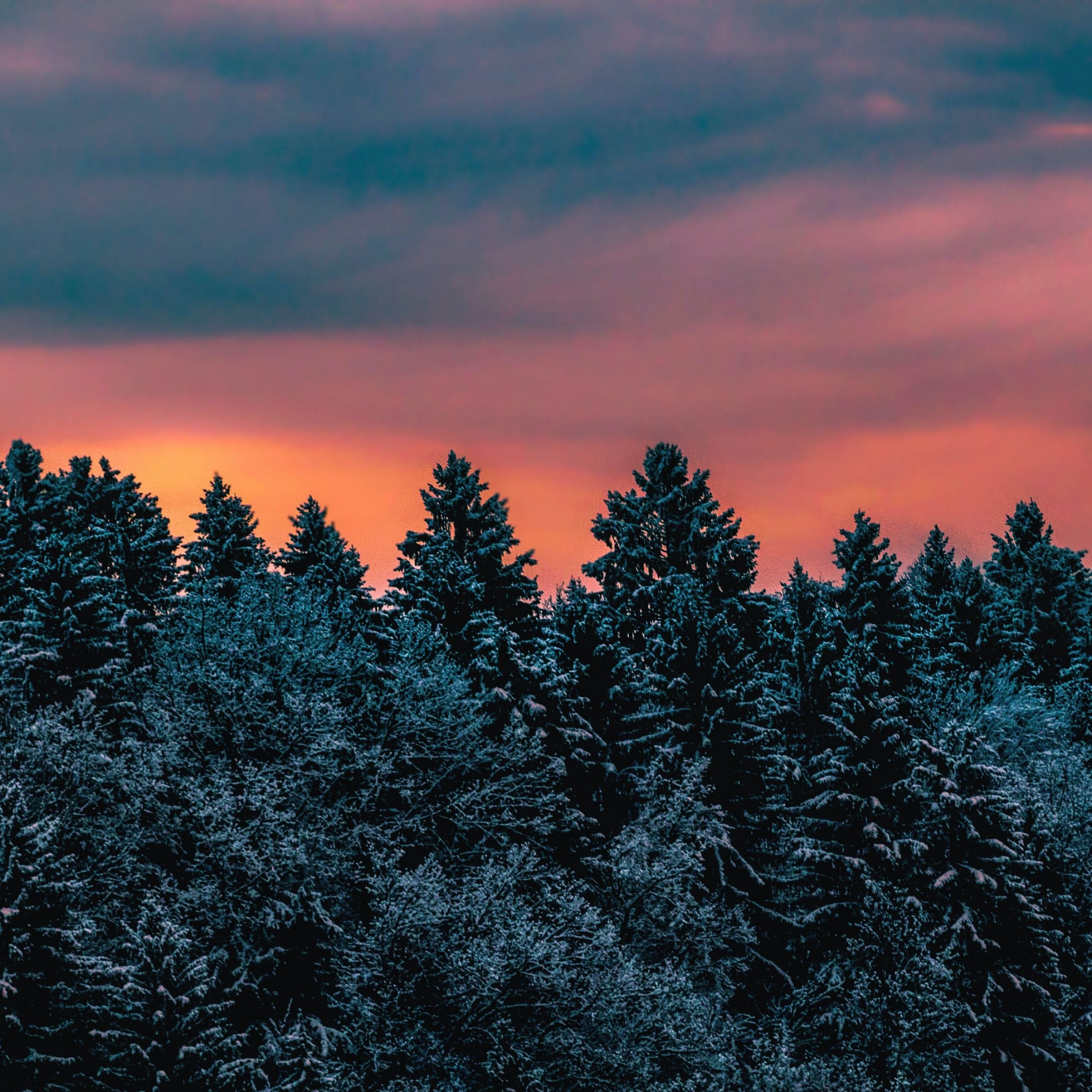 A red sunset over the snow covered trees - Twilight