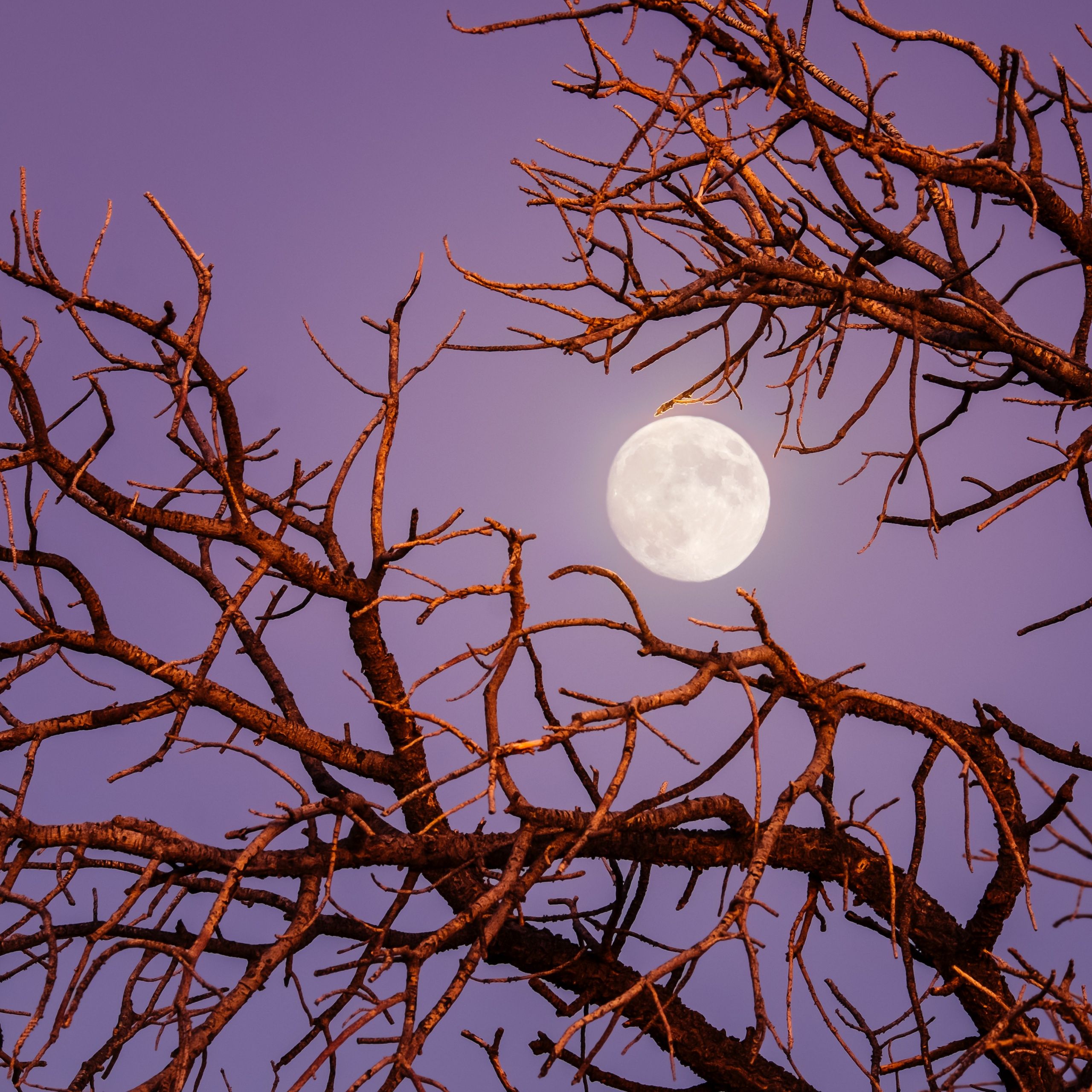 Twilight Moon Wallpaper 4K, Night, Tree Branches, Photography