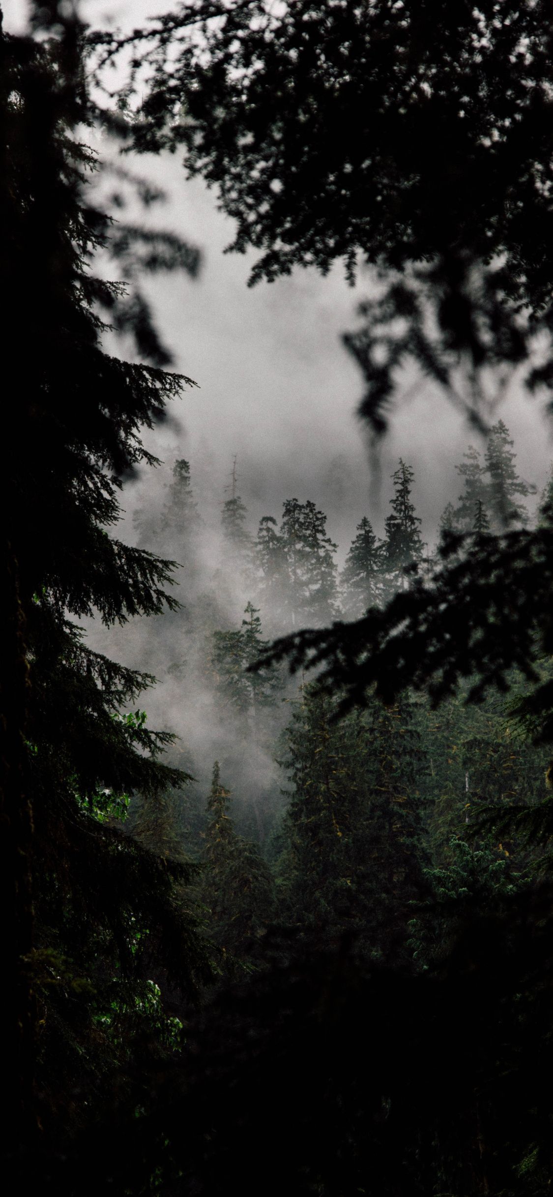 A foggy forest with trees and mountains - Twilight