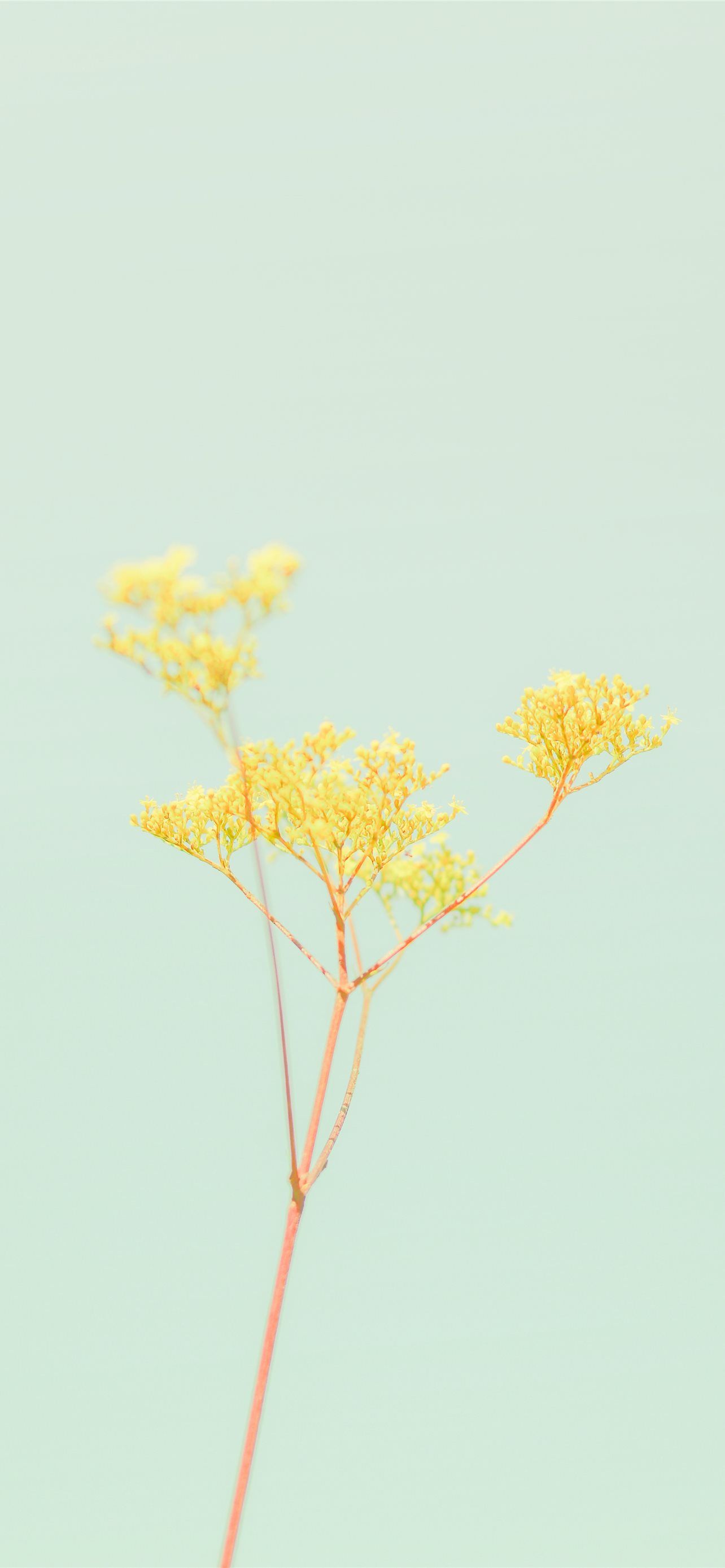 yellow leaf tree during daytime iPhone Wallpaper Free Download