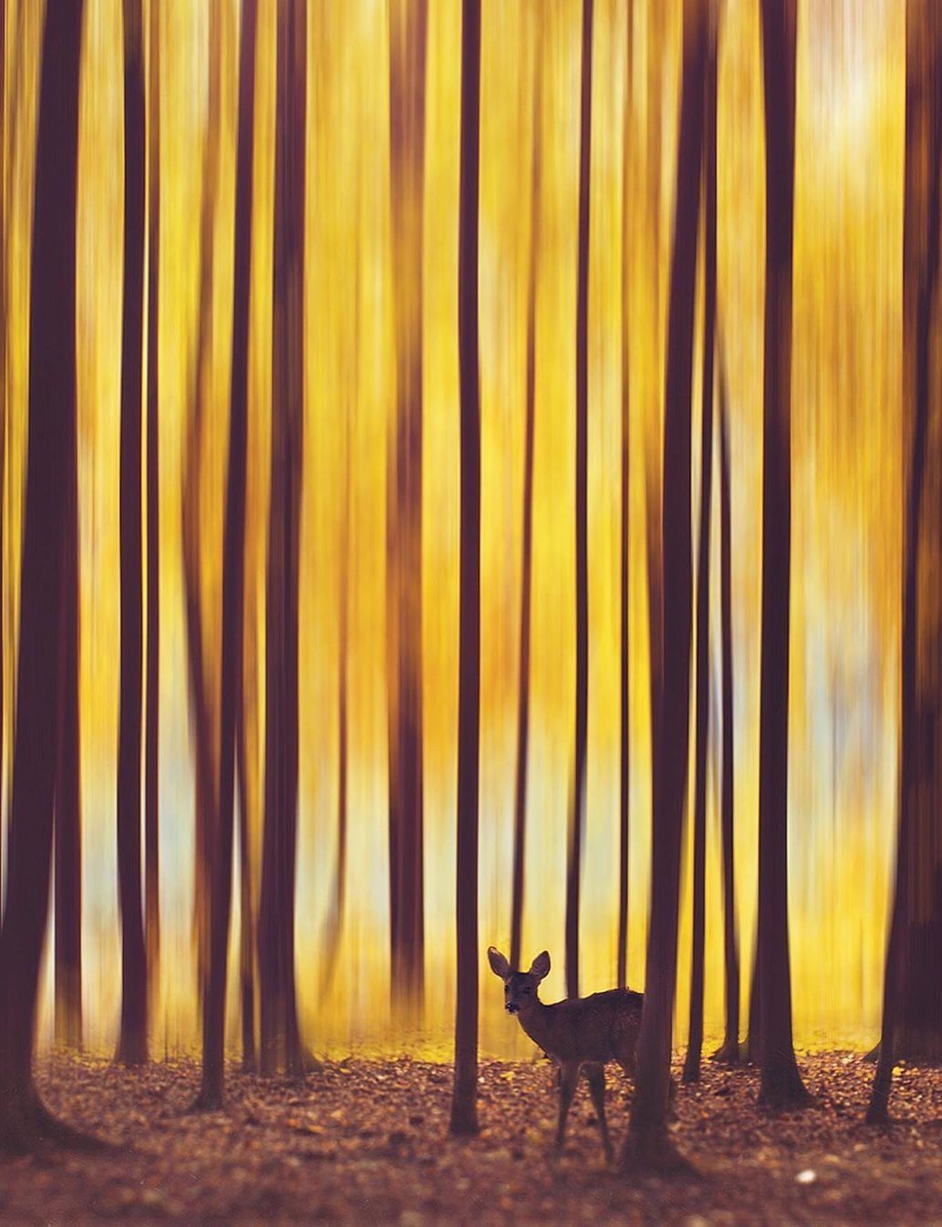 A deer is standing in the middle of some trees - Yellow iphone