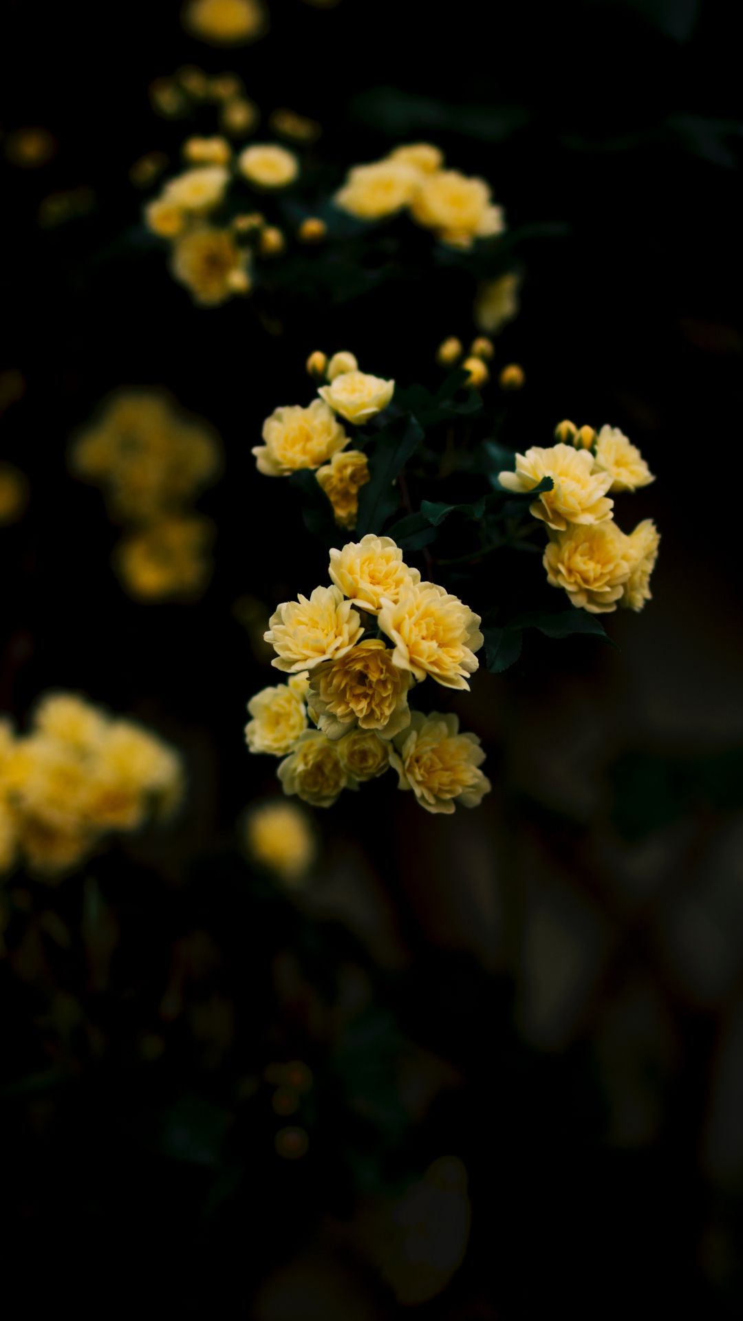 A close up of some yellow flowers - Yellow iphone