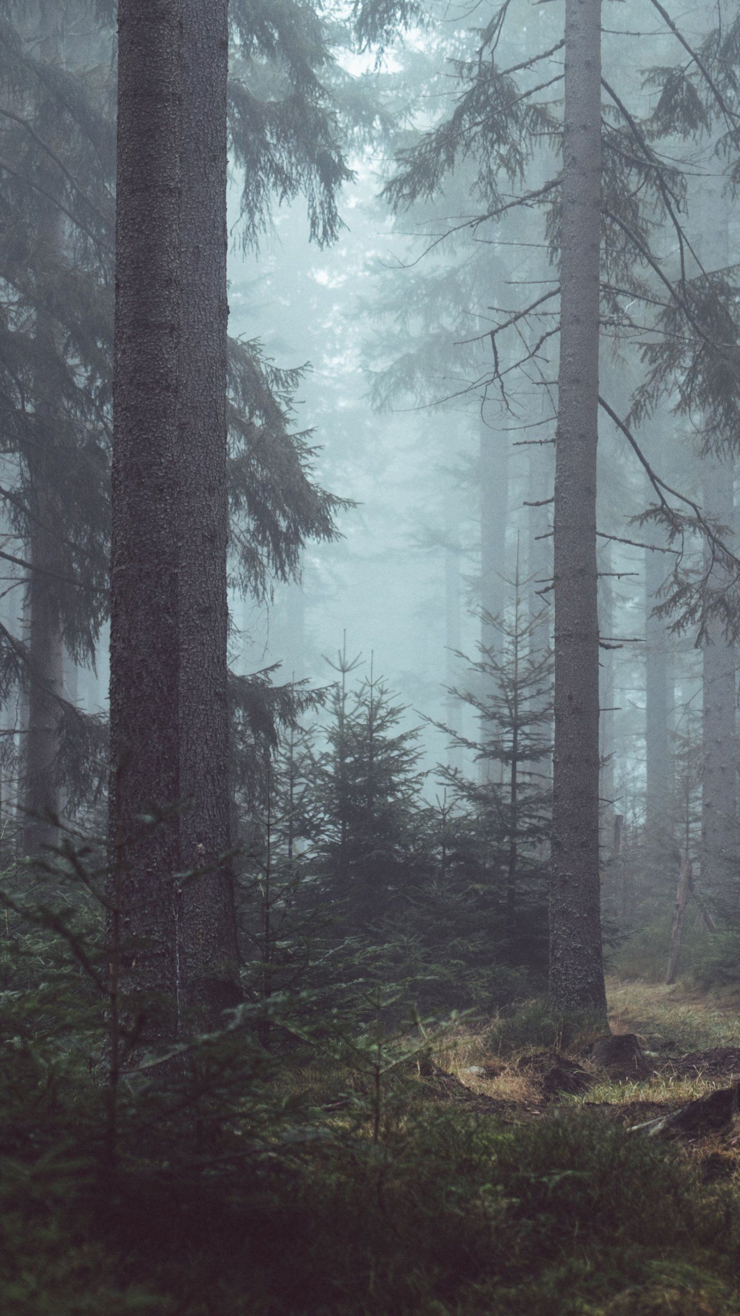 A man walking through the woods with his dog - Foggy forest