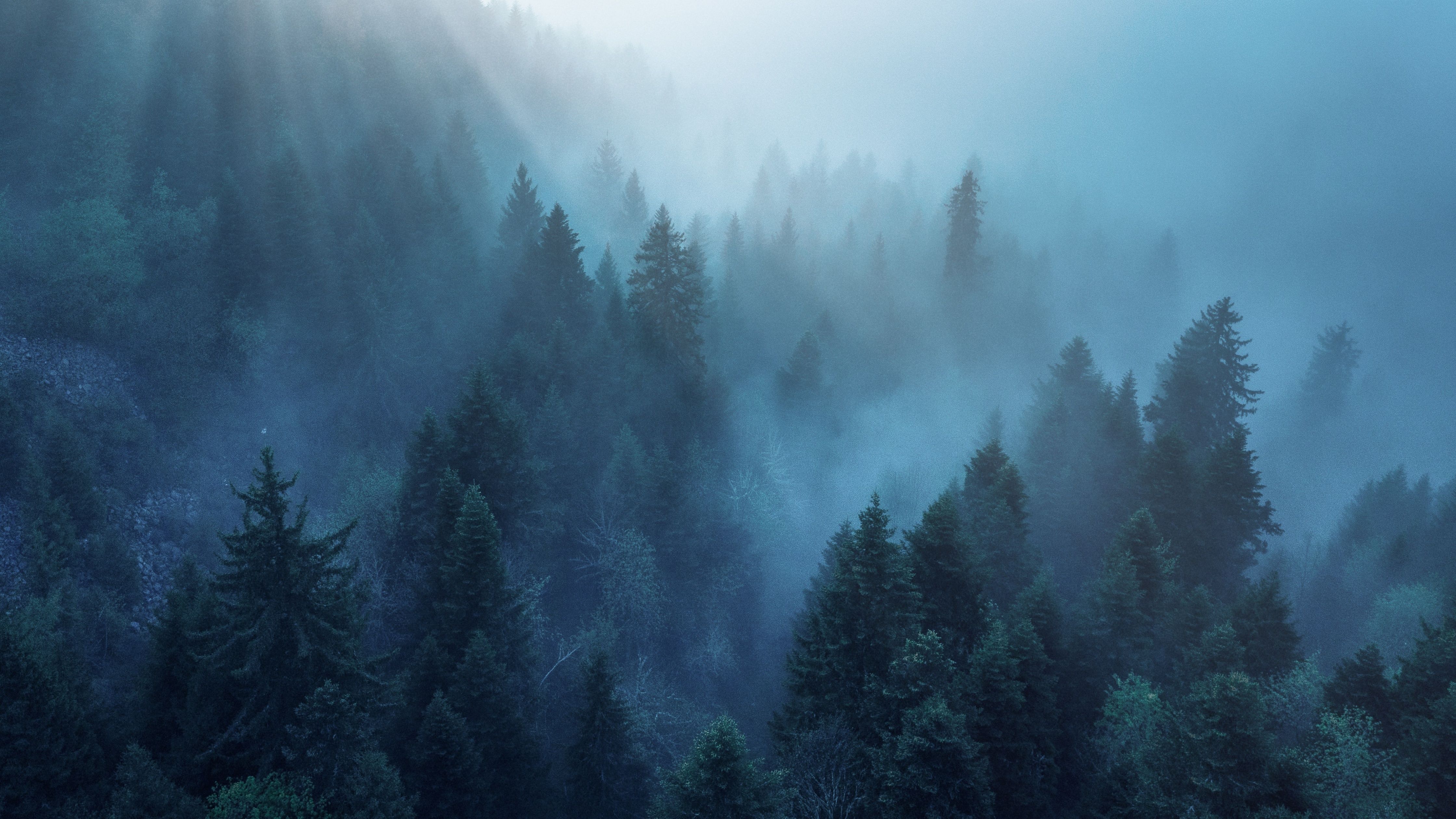 A foggy forest in the mountains. - Foggy forest, forest