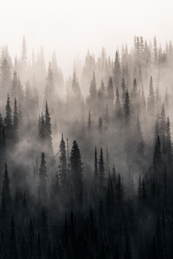 A forest of trees covered in fog. - Foggy forest