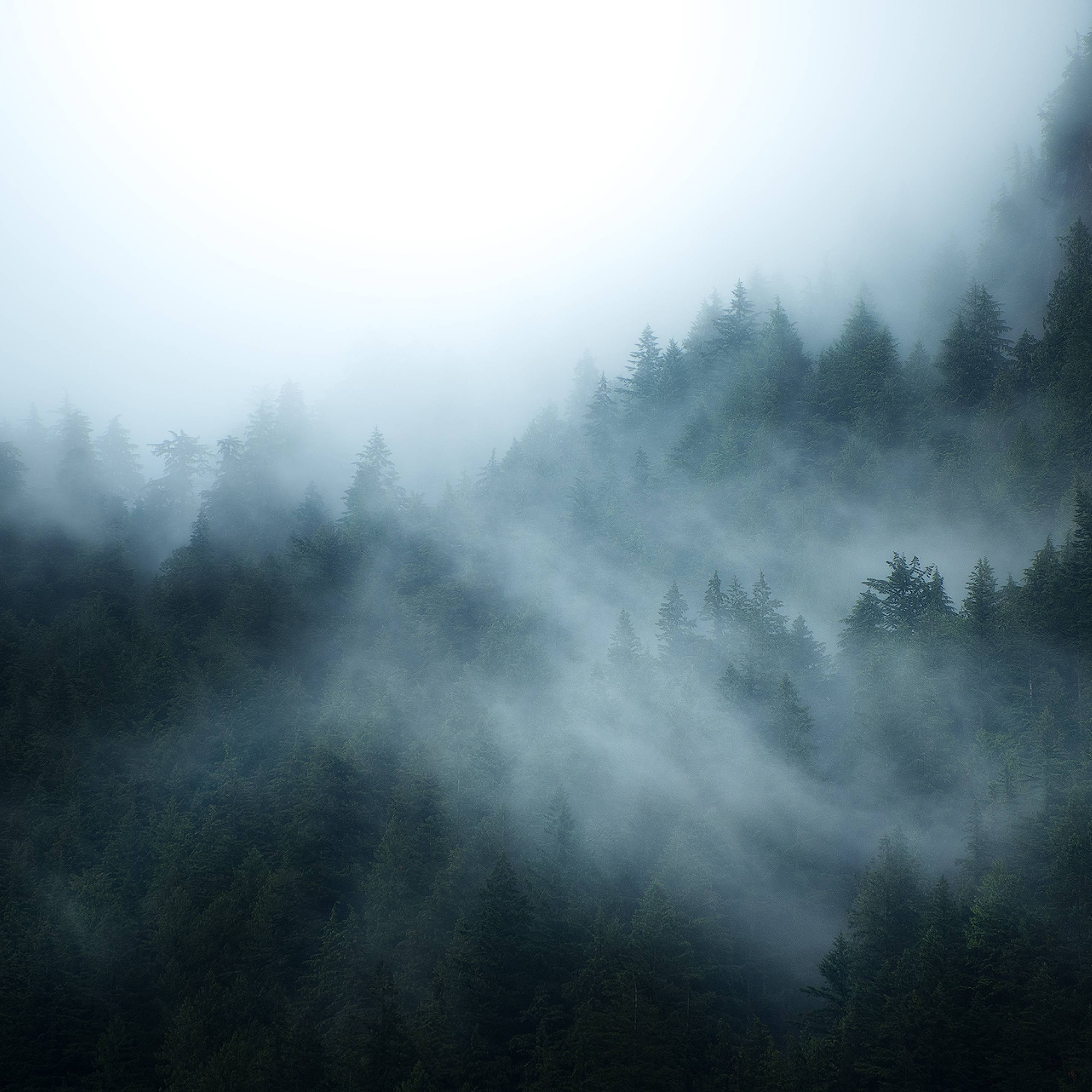 A foggy forest with trees on a hillside. - Foggy forest, fog