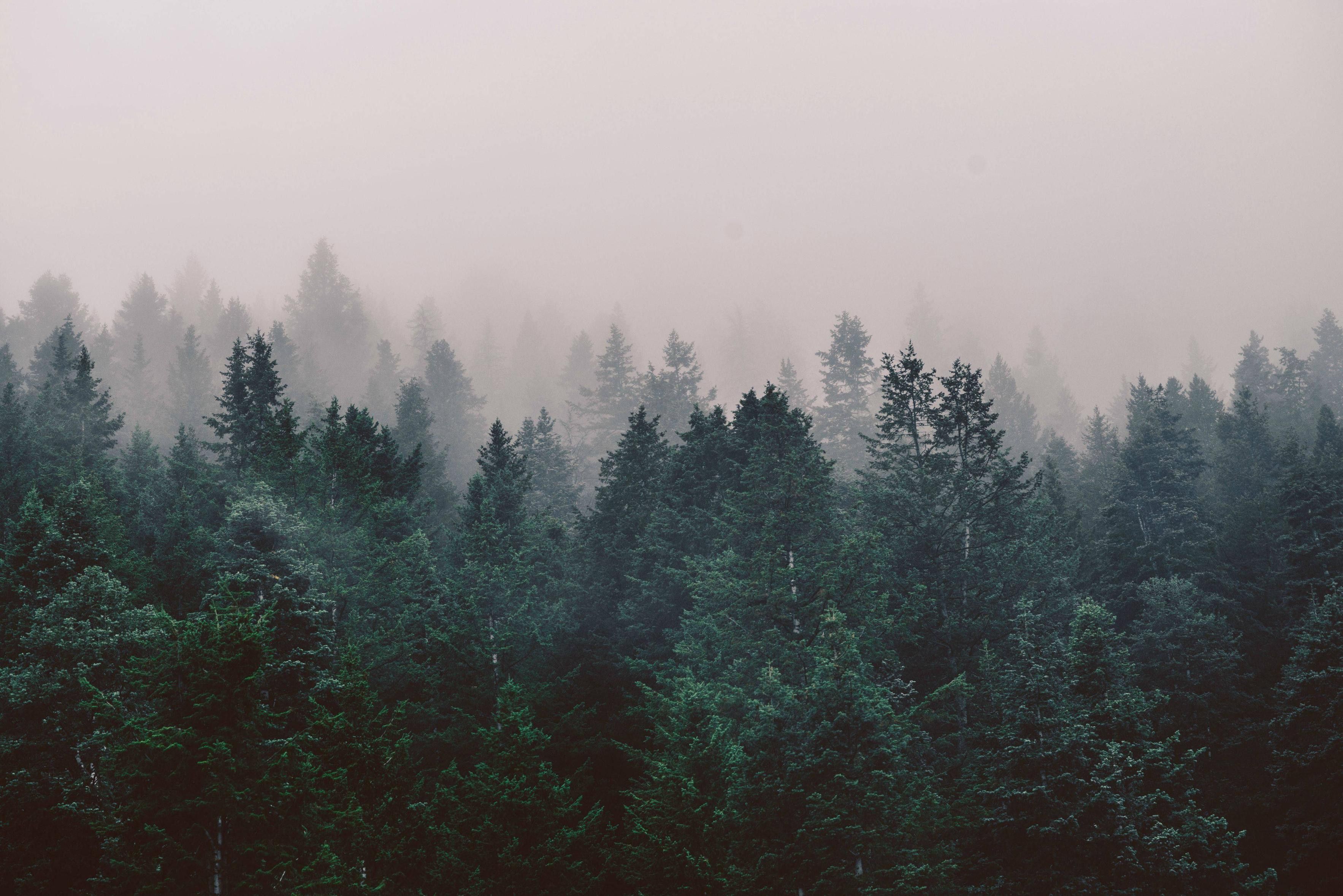 A forest with fog in the background - Foggy forest