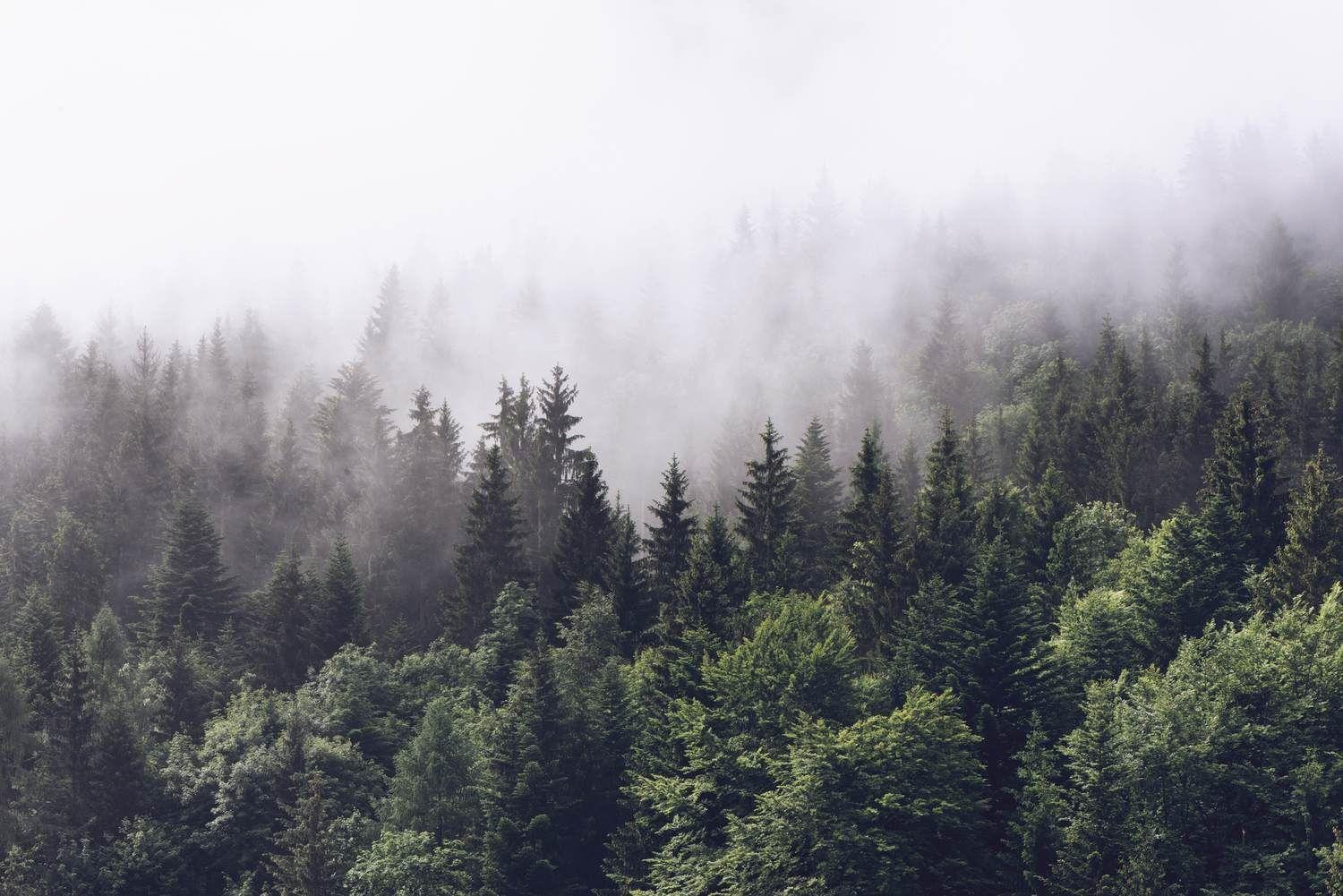 A foggy forest with pine trees - Foggy forest