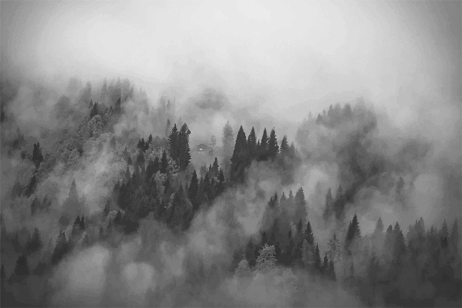 A black and white photo of a forest covered in fog. - Foggy forest