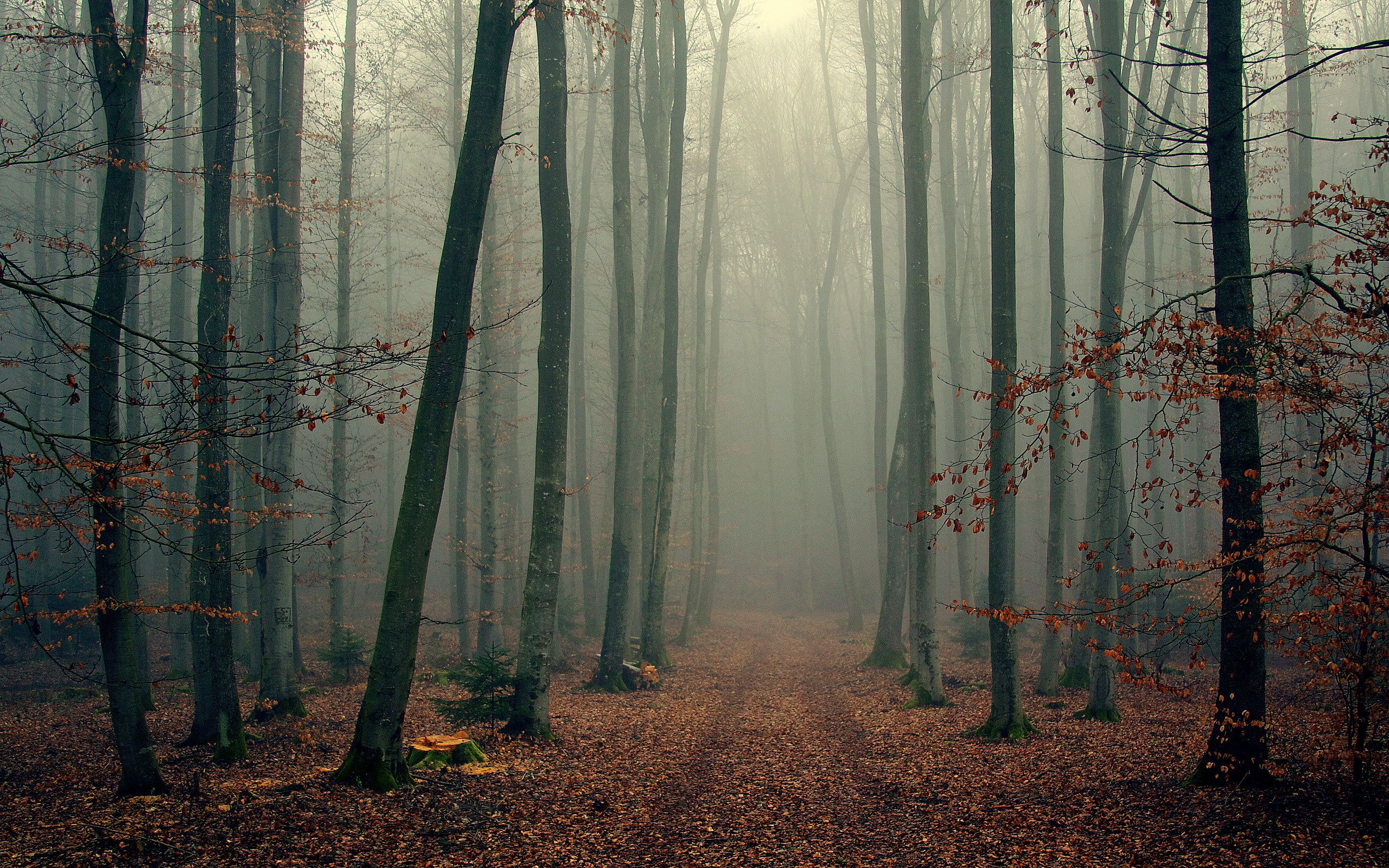 A path through the woods with trees on either side - Foggy forest