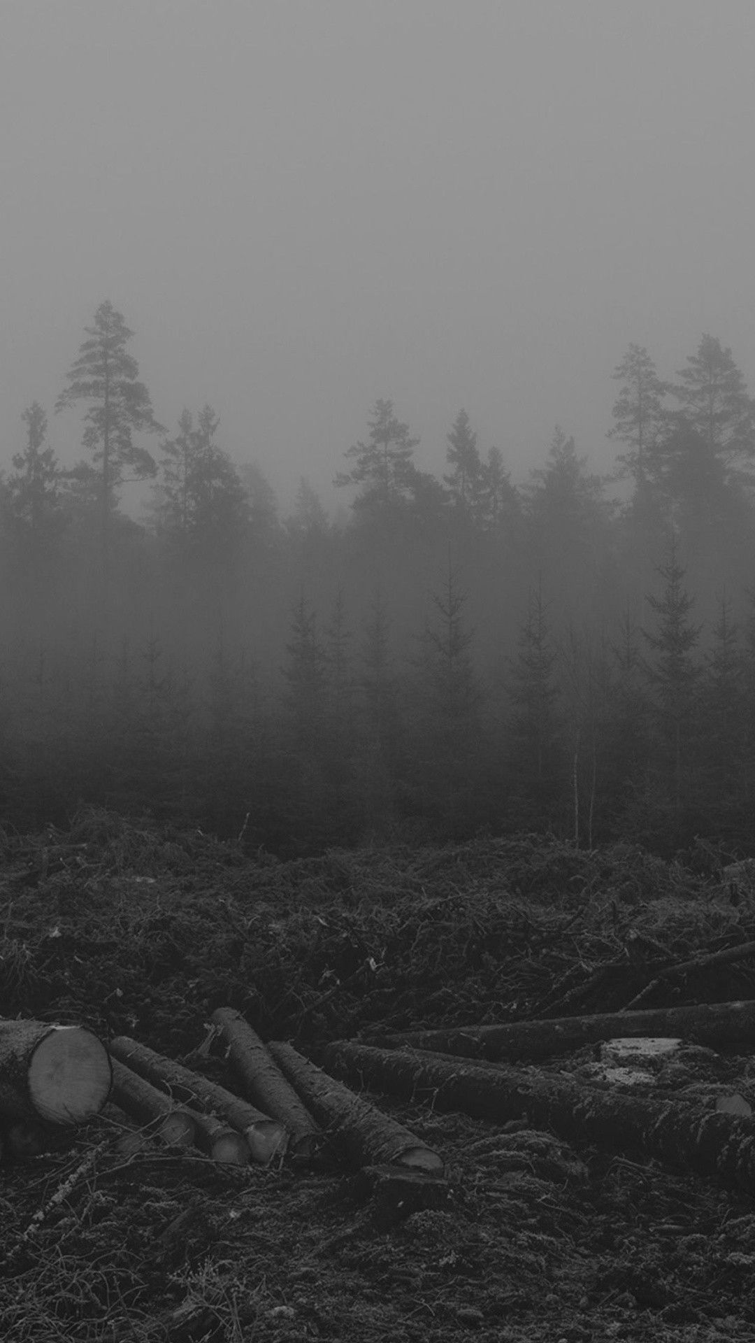 Black and white photo of a foggy forest with cut down trees - Foggy forest