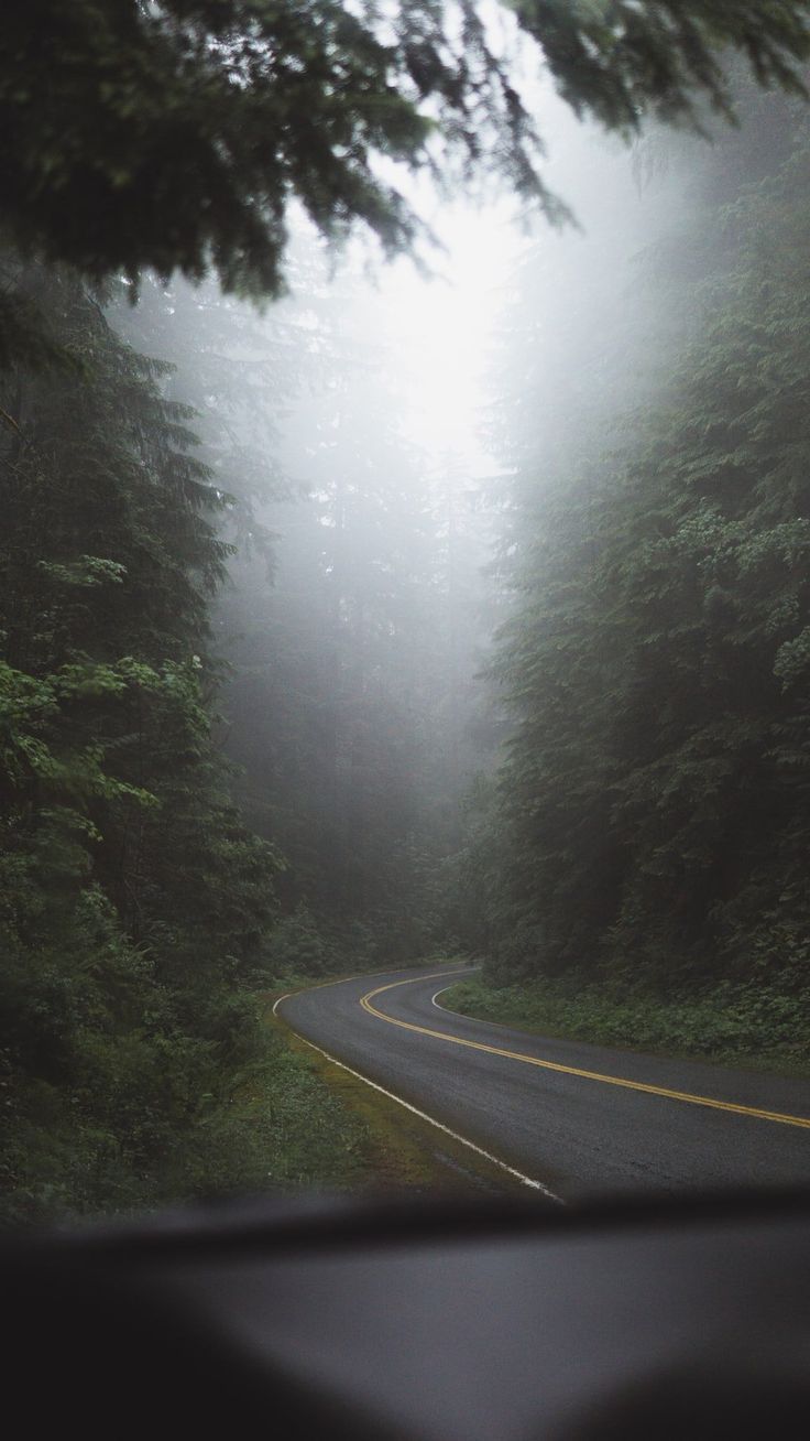 A car driving down an empty road in the woods - Foggy forest, fog