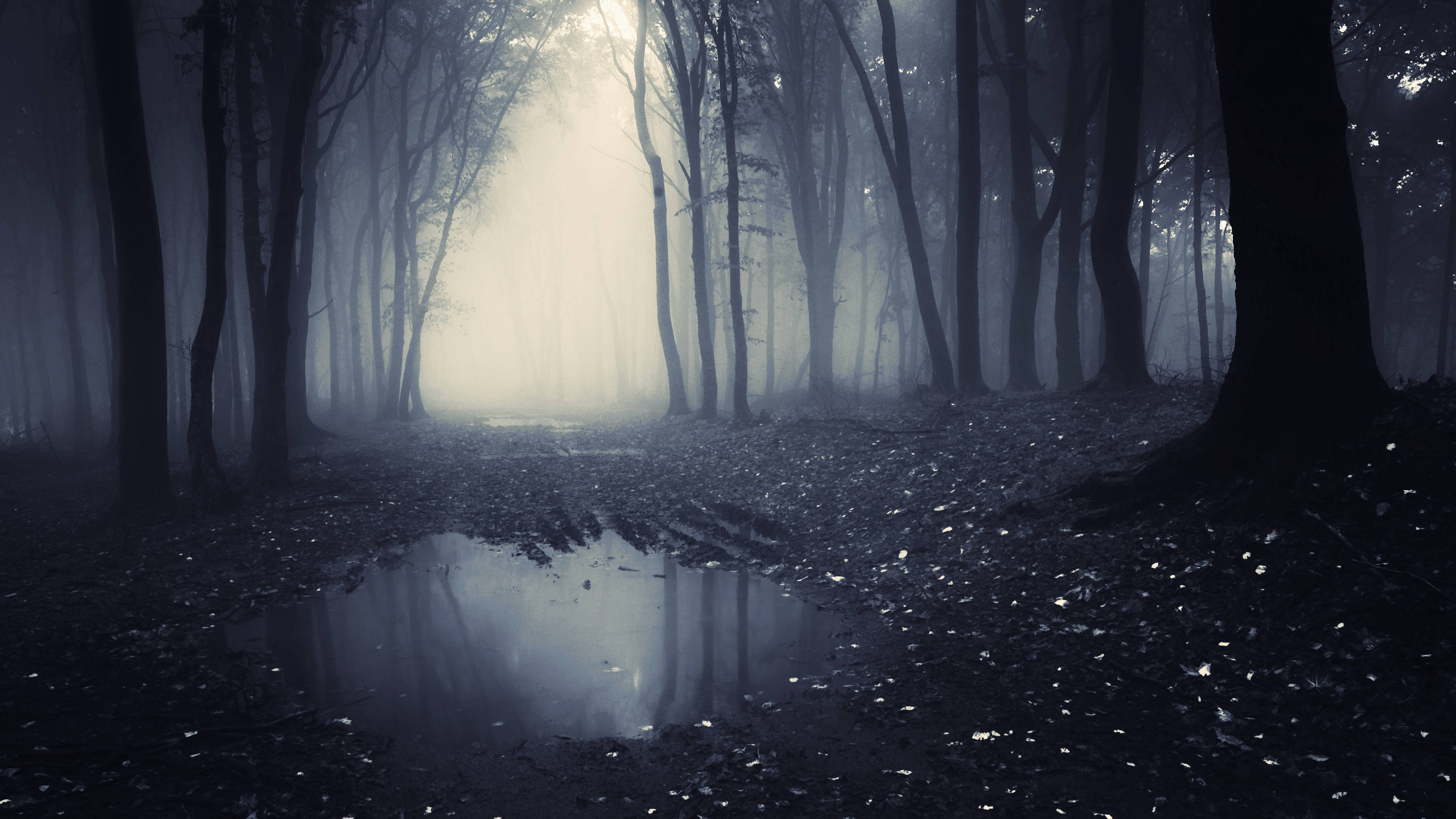 A spooky forest with fog and a puddle. - Foggy forest, forest
