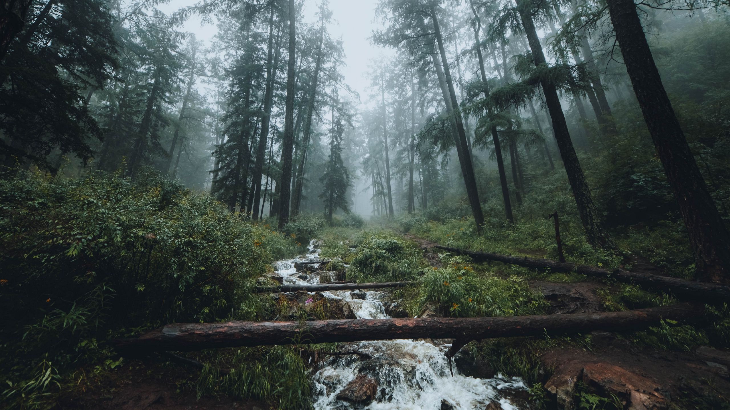 Download wallpaper 2560x1440 forest, stream, fog, trees, landscape widescreen 16:9 HD background