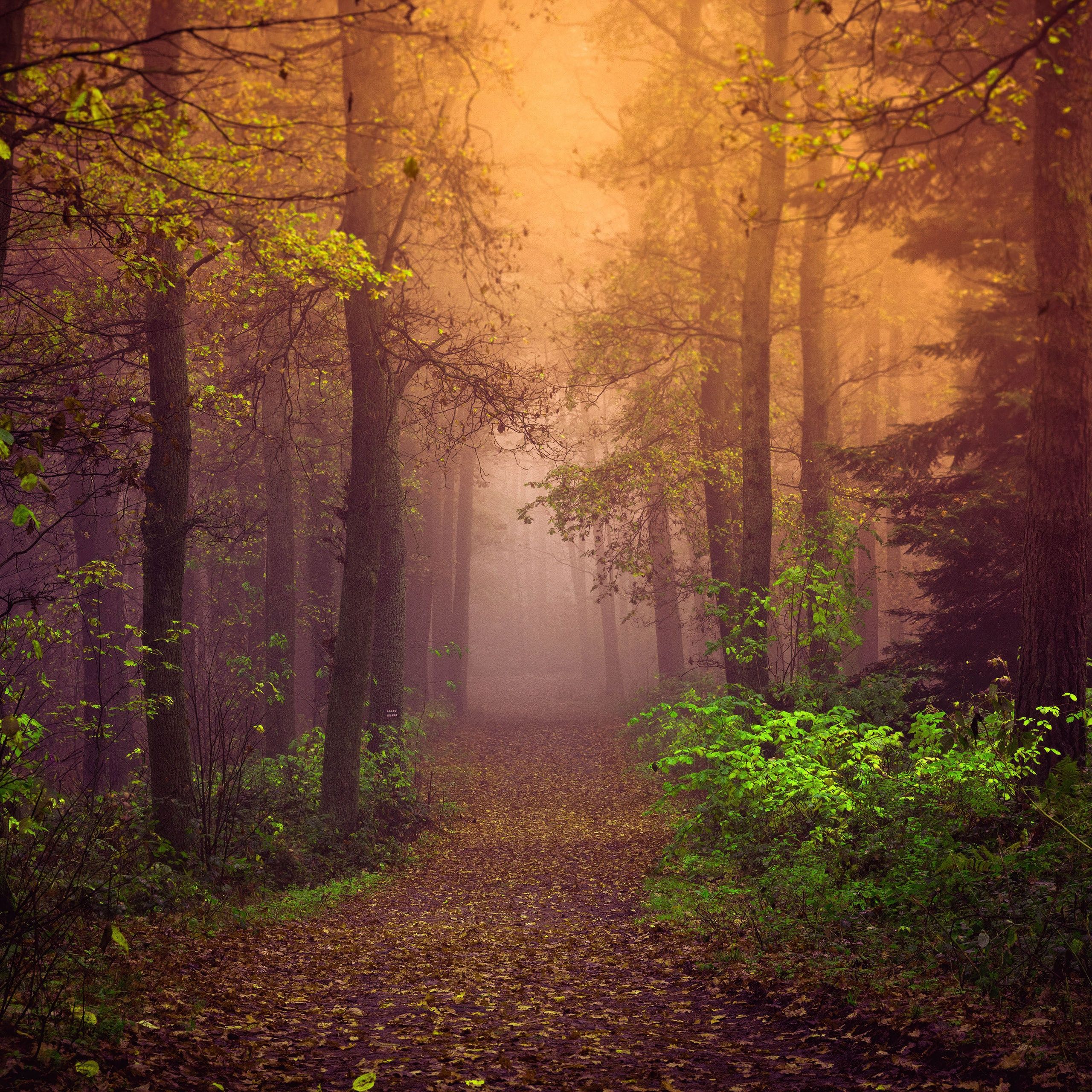 Forest Wallpaper 4K, Autumn, Path, Trees, Nature