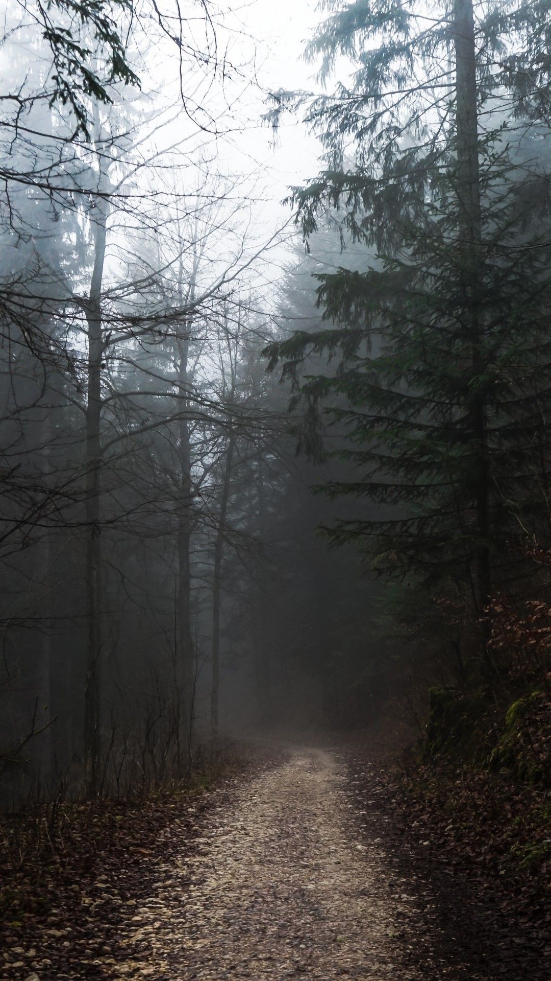 Foggy Forest, Path, Autumn, Gloomy Weather. Foggy forest, Foggy weather, Adventure aesthetic