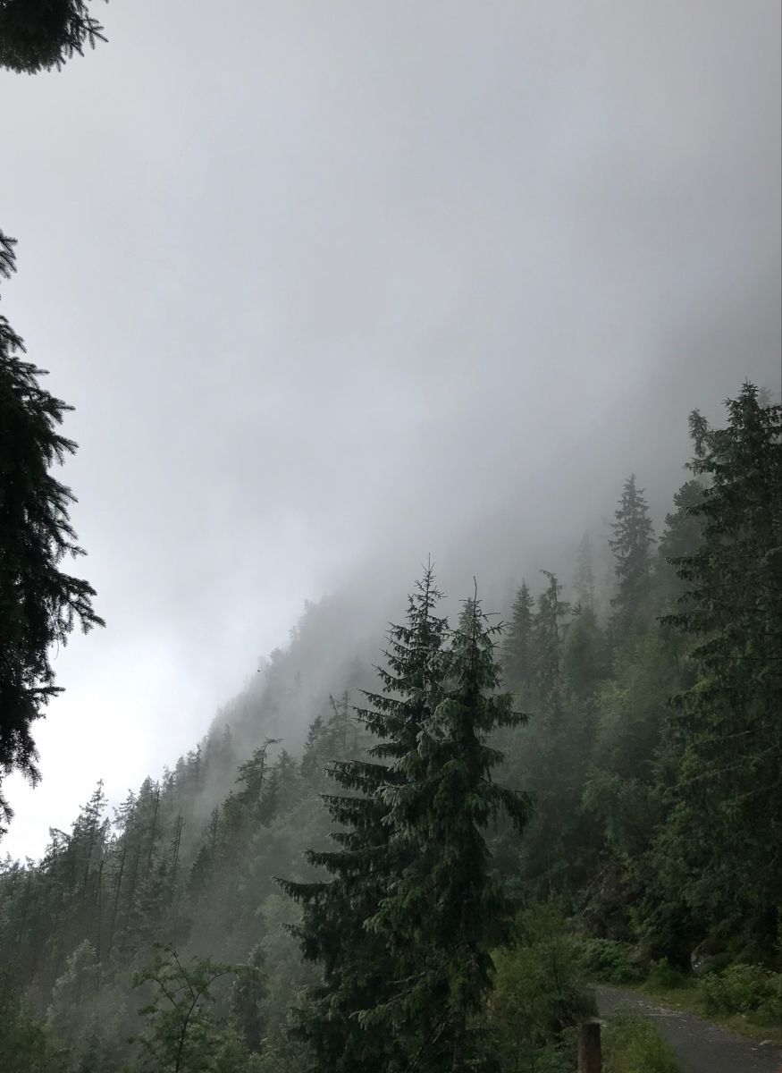Misty trees on a mountain - Foggy forest, fog